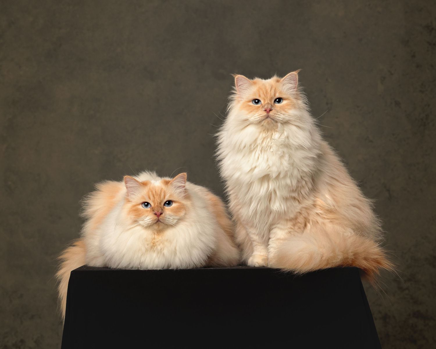 Two fluffy cream-colored Persian cats posing together on a black surface in a studio.