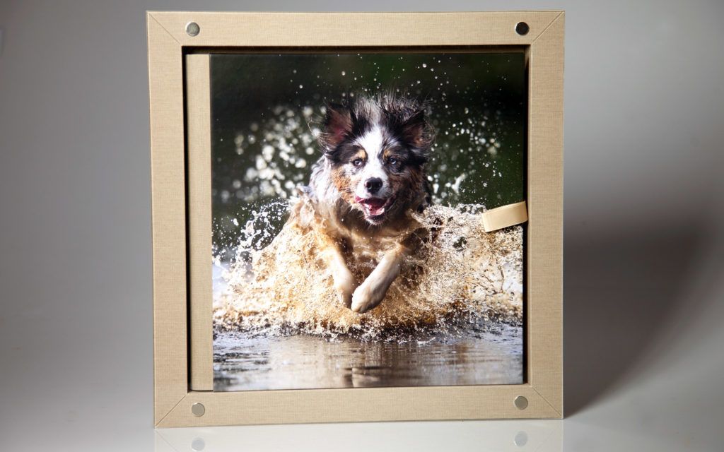 A framed photo print of a border collie dog running through water with splashes, displayed in a light wood frame.