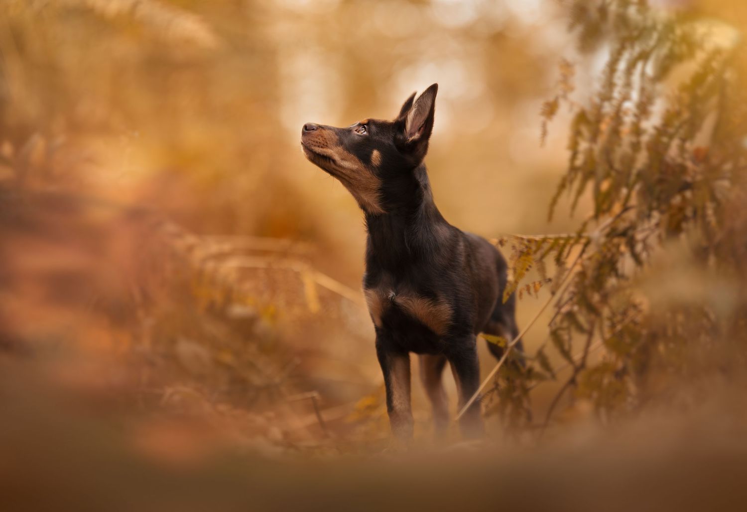 A australian kelpie puppy stands alert in a golden-lit forest setting during sunset with soft bokeh background effect.