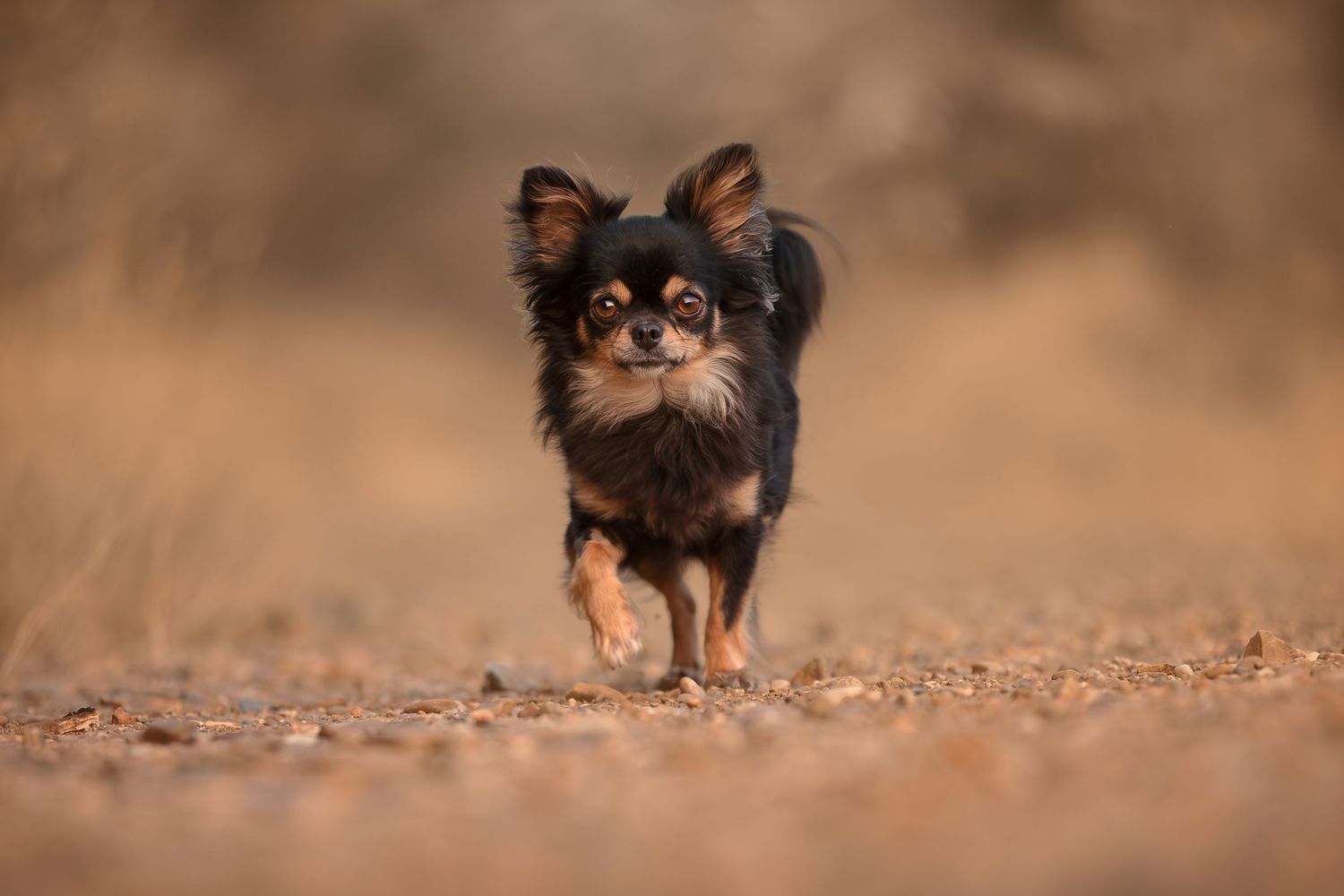 A tiny black and tan Chihuahua trots confidently along a sandy gravel path outdoors.