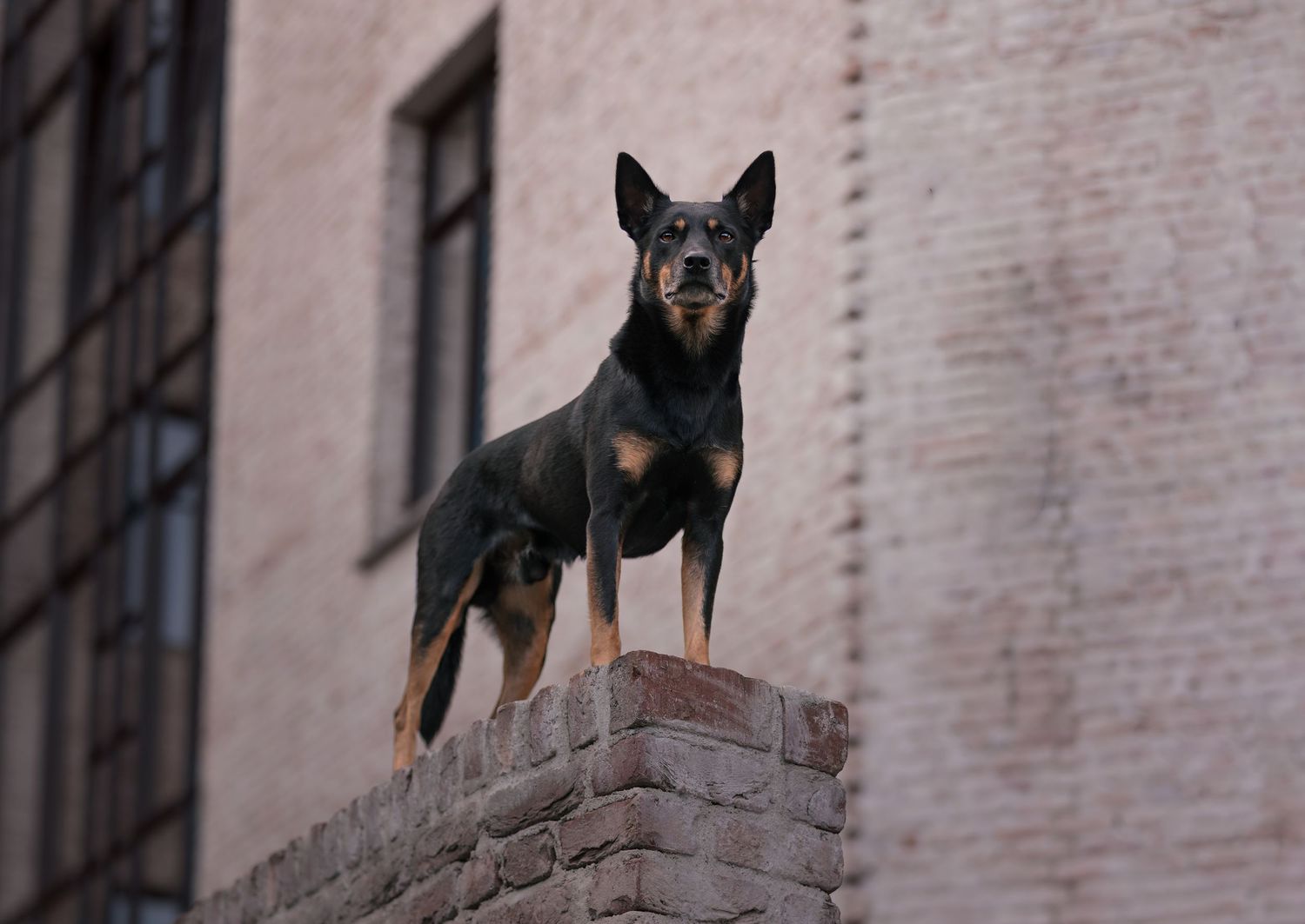 alert Australian Kelpie dog stand guard on a concrete ledge against a brick wall background.