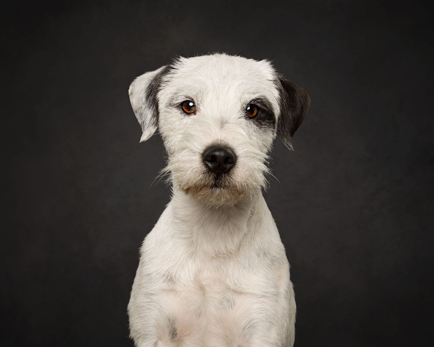 A white terrier dog with scruffy fur and dark eyes poses against a black background