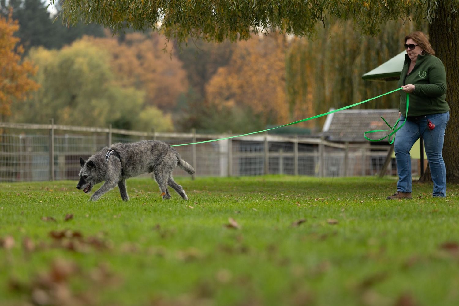 Woman walks large grey wolf on green leash across grass field in fenced outdoor enclosure.
