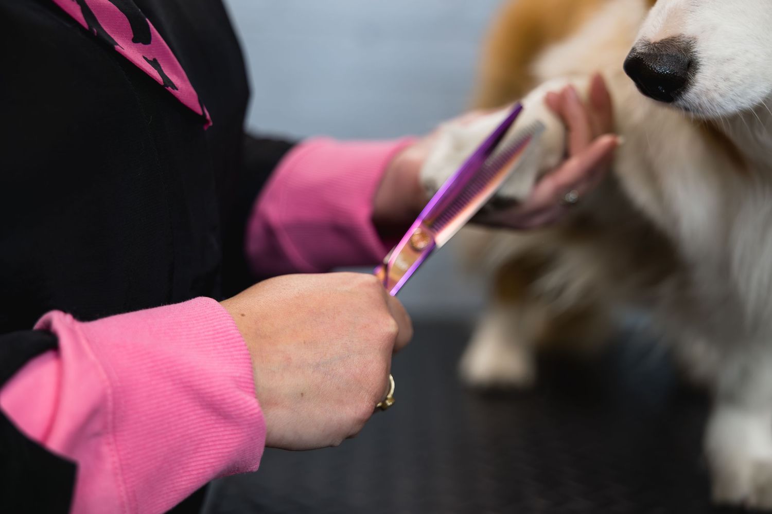 Person in pink sleeves grooming a white and tan dog with purple scissors closeup.