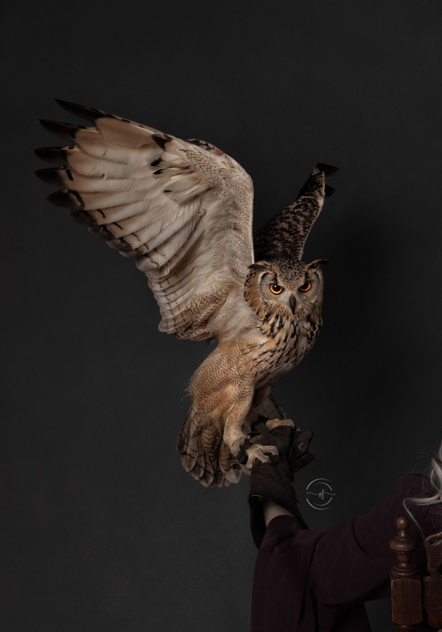 A majestic eagle owl spreads its wings wide while perched on a gloved hand against a dark background.