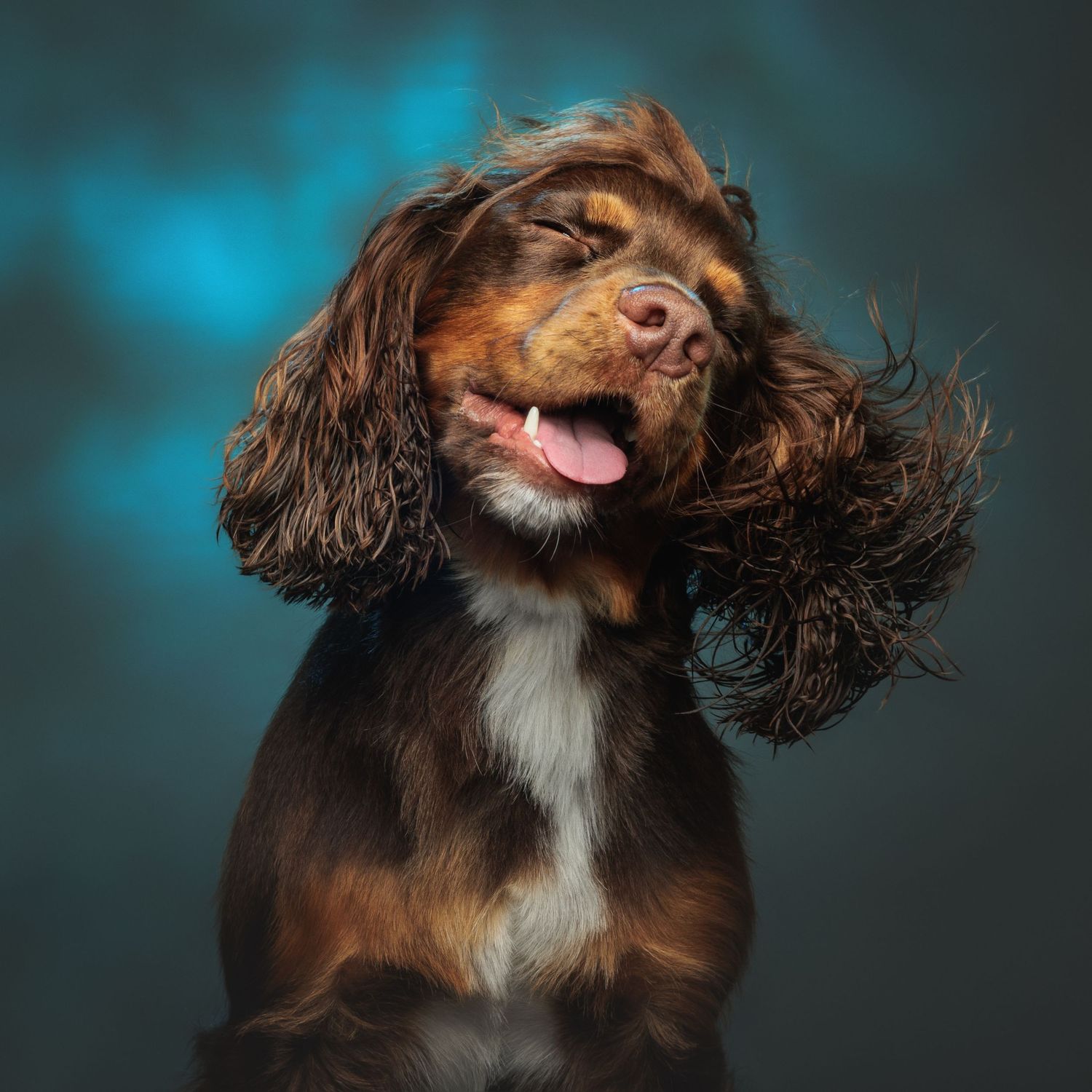 A happy Cocker Spaniel shakes its long brown ears with tongue out against a teal background.