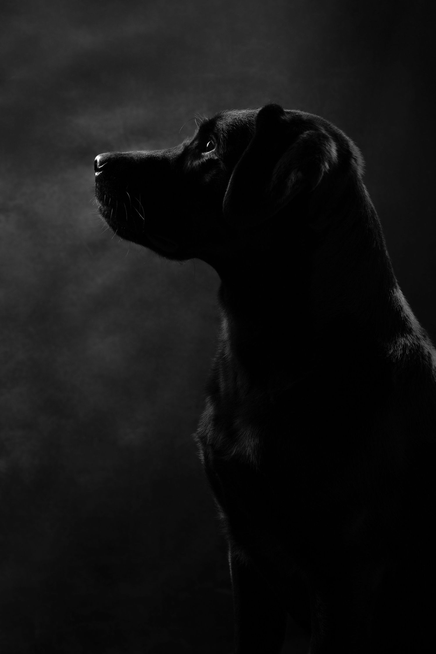 Dramatic black and white silhouette profile shots of a dog's head against a dark background.