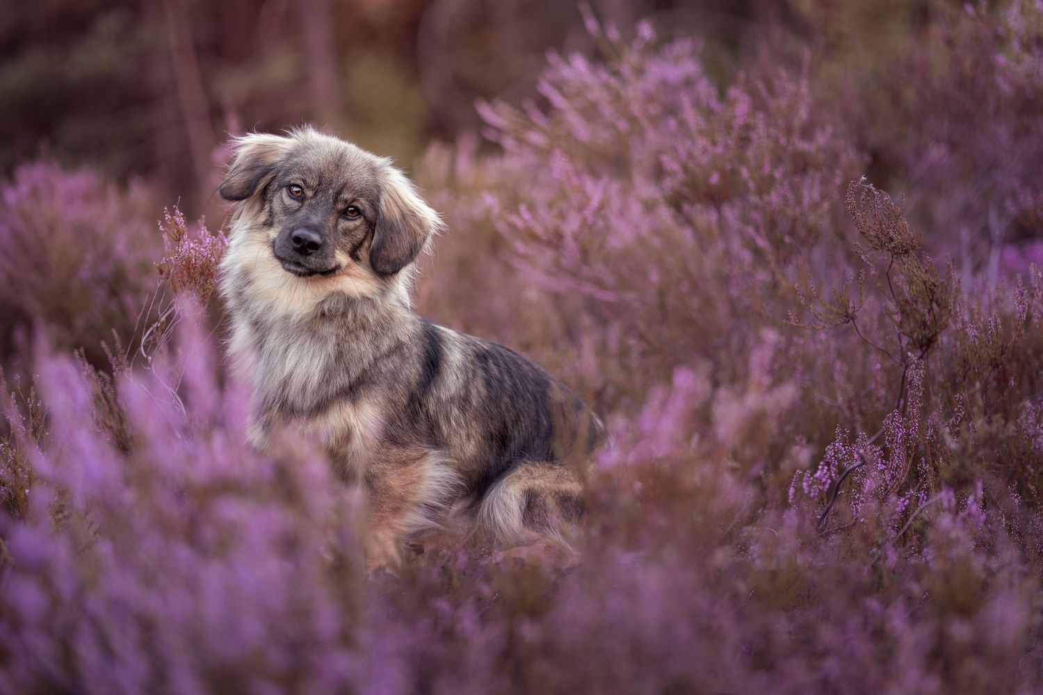 Fluffy dog sitting among vibrant purple heather flowers in a natural outdoor setting.