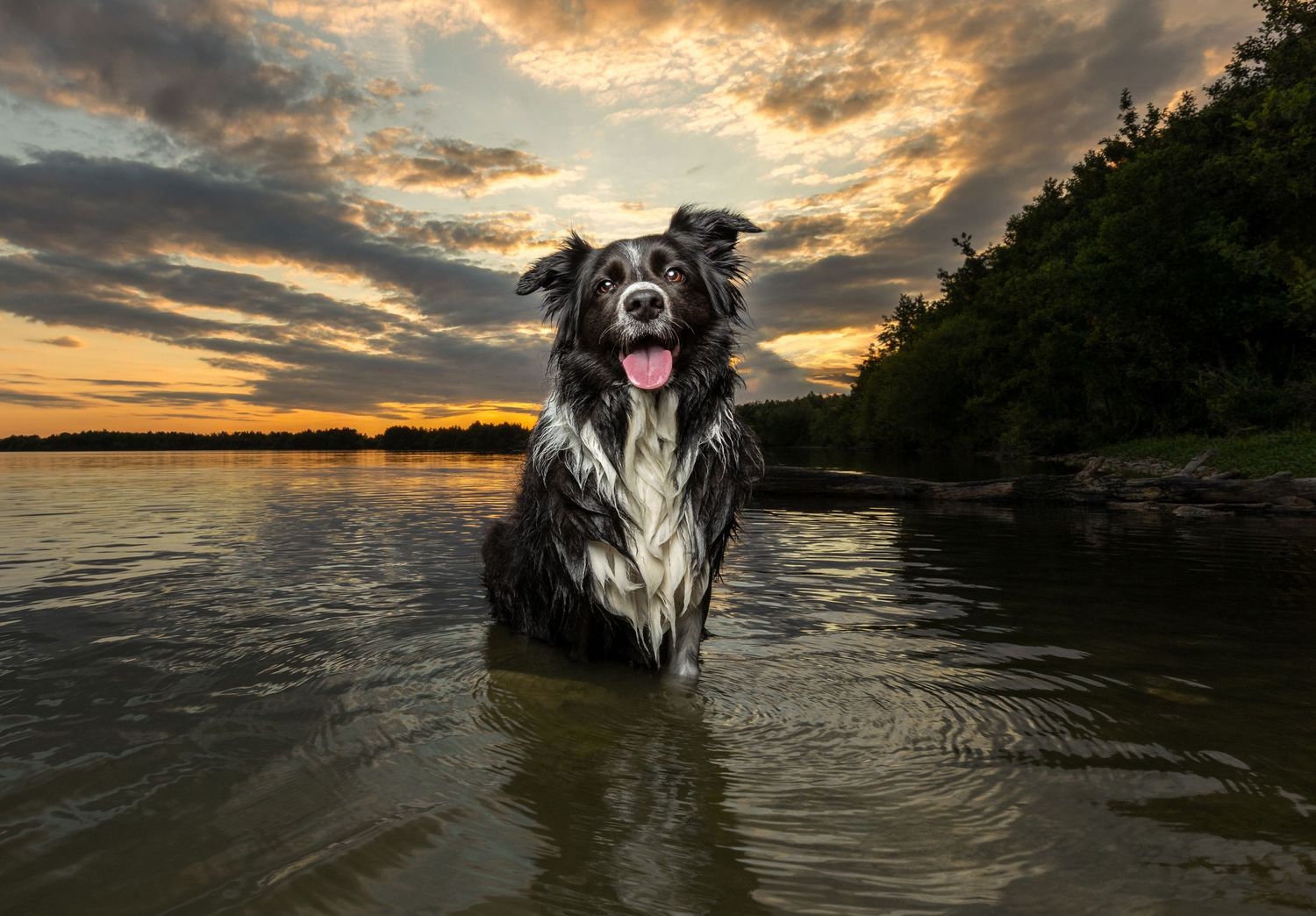 Border collie dog playing in water during dramatic sunset with golden clouds reflecting on lake surface.
