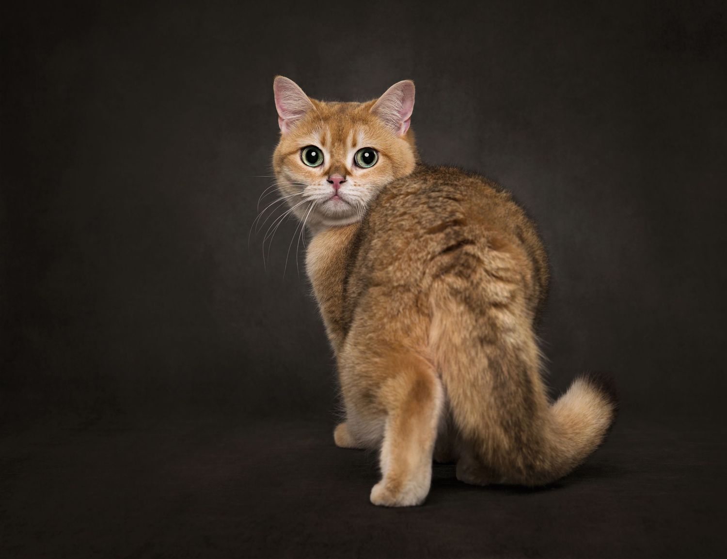 British shorthair cat with varying fur colors pose against a dark studio background.