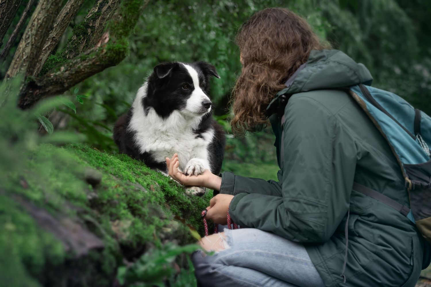 A woman in a green jacket kneels in a forest, shaking paws with a black and white Border Collie on a mossy rock.
