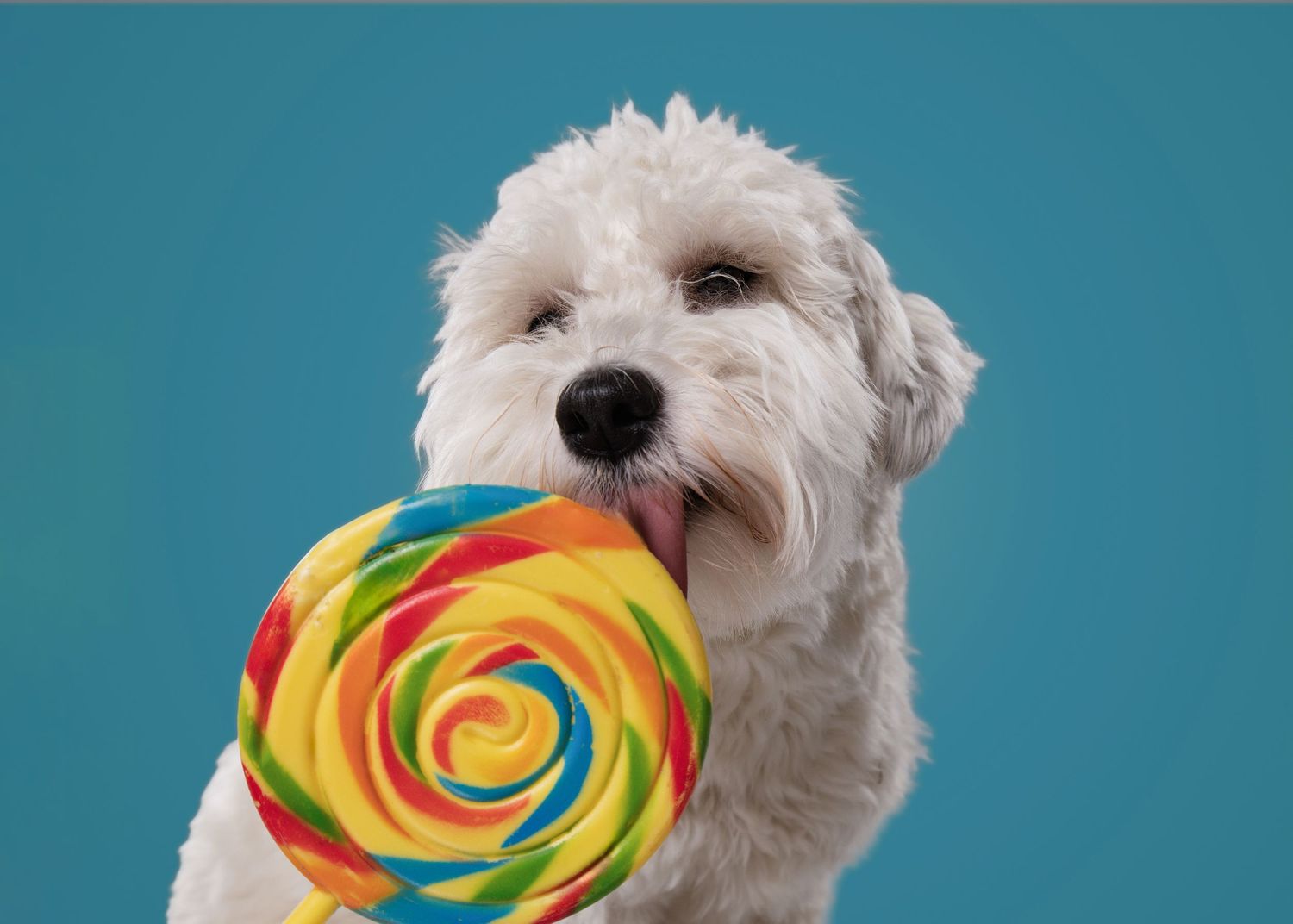A fluffy white dog licks a colorful swirl lollipop against a bright blue background.