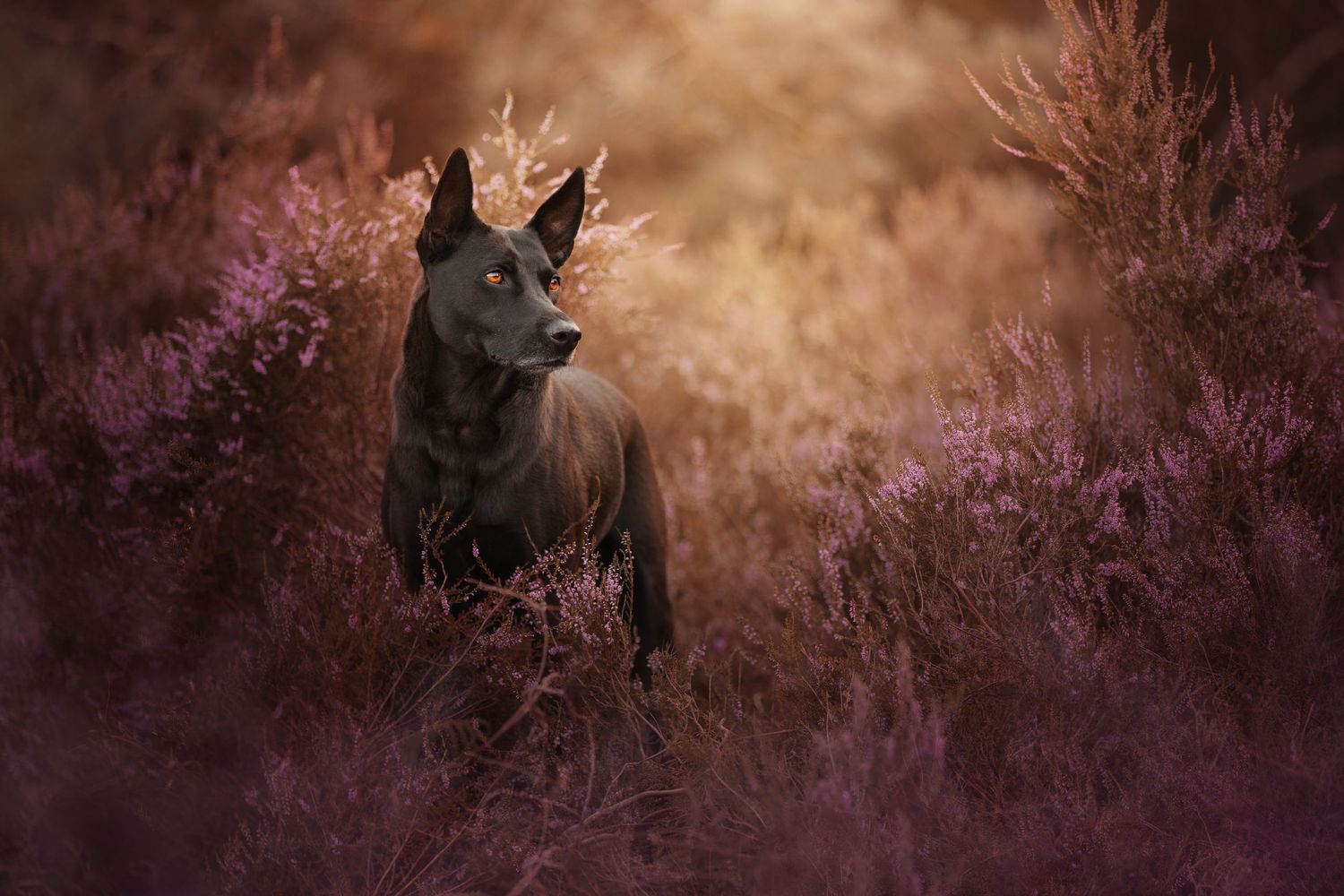 Dog peeking through vibrant purple heather flowers in a dreamy outdoor setting.