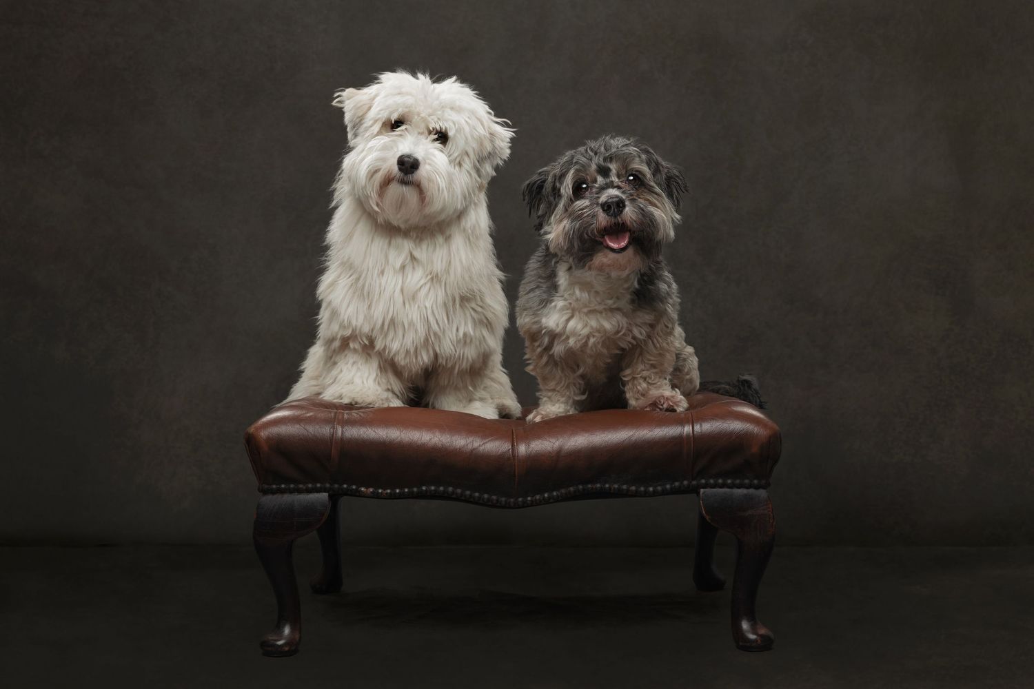 Two fluffy dogs sitting on a leather bench, one white West Highland Terrier and one gray mixed breed.