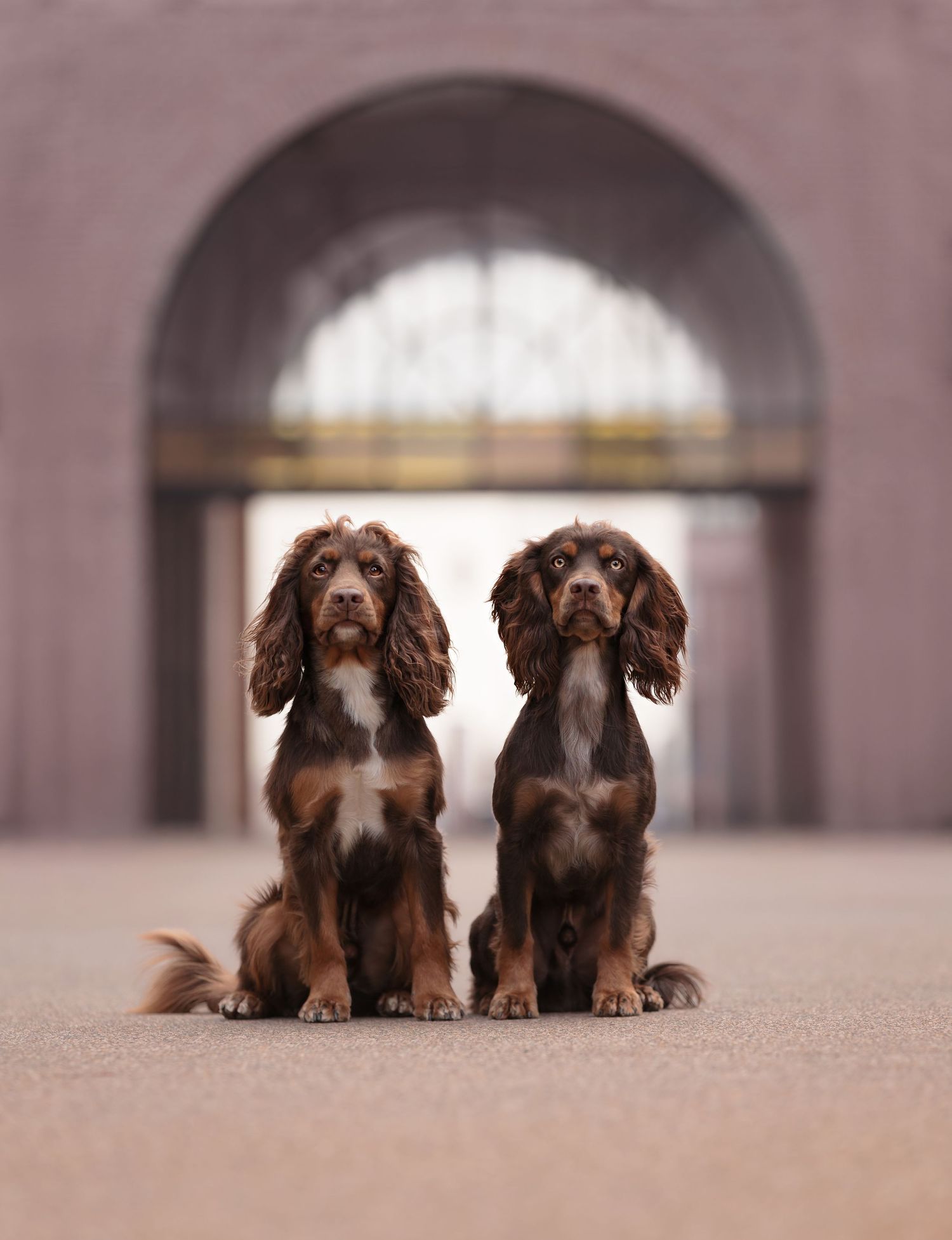 Two identical chocolate brown Cocker Spaniels sit side by side in front of a grand arched doorway.
