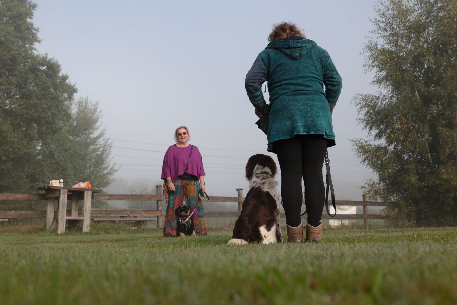 Two women with Springer Spaniel dog train outdoors on misty morning grass field.