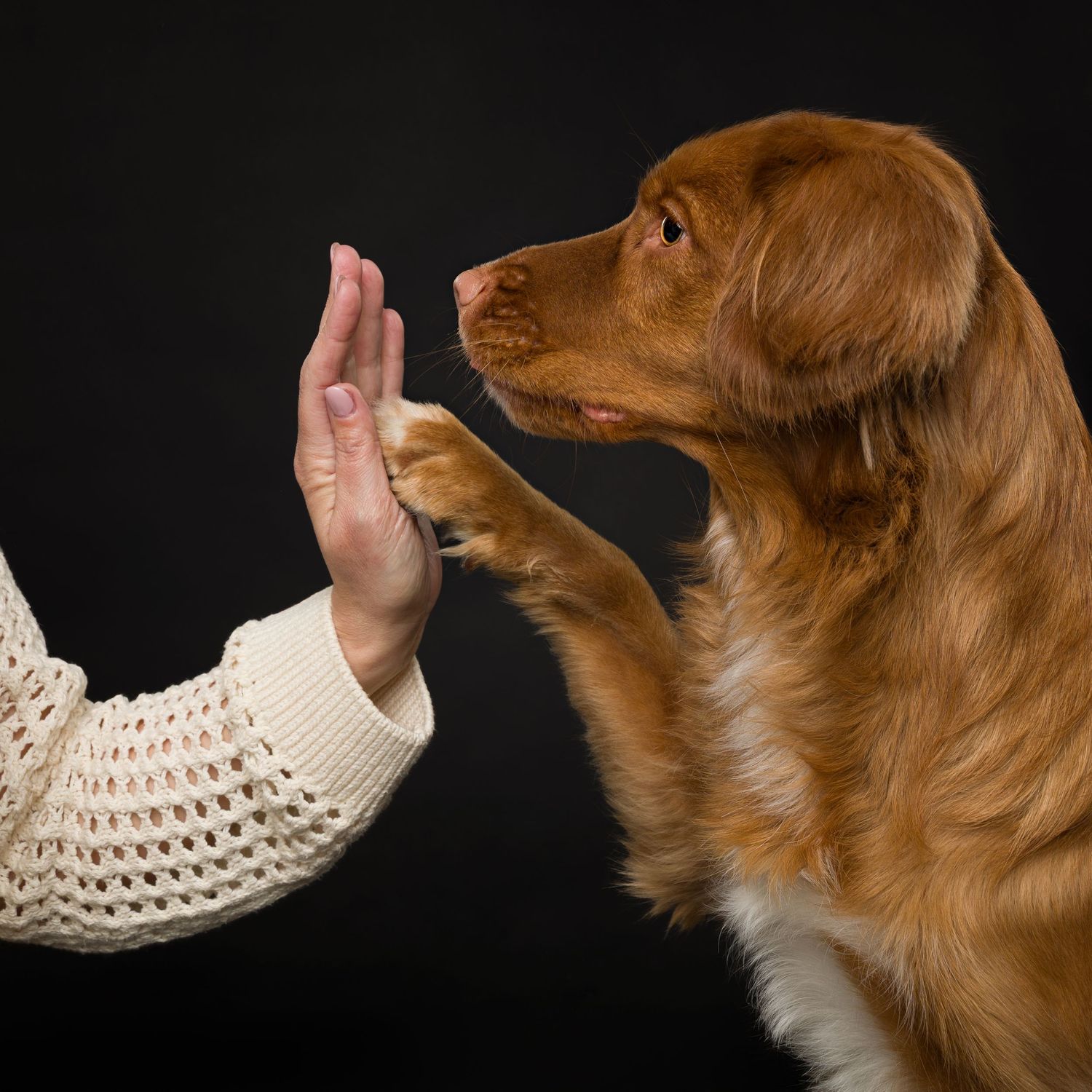 A golden retriever gives a high-five to a person wearing a cream knit sweater against a dark background.