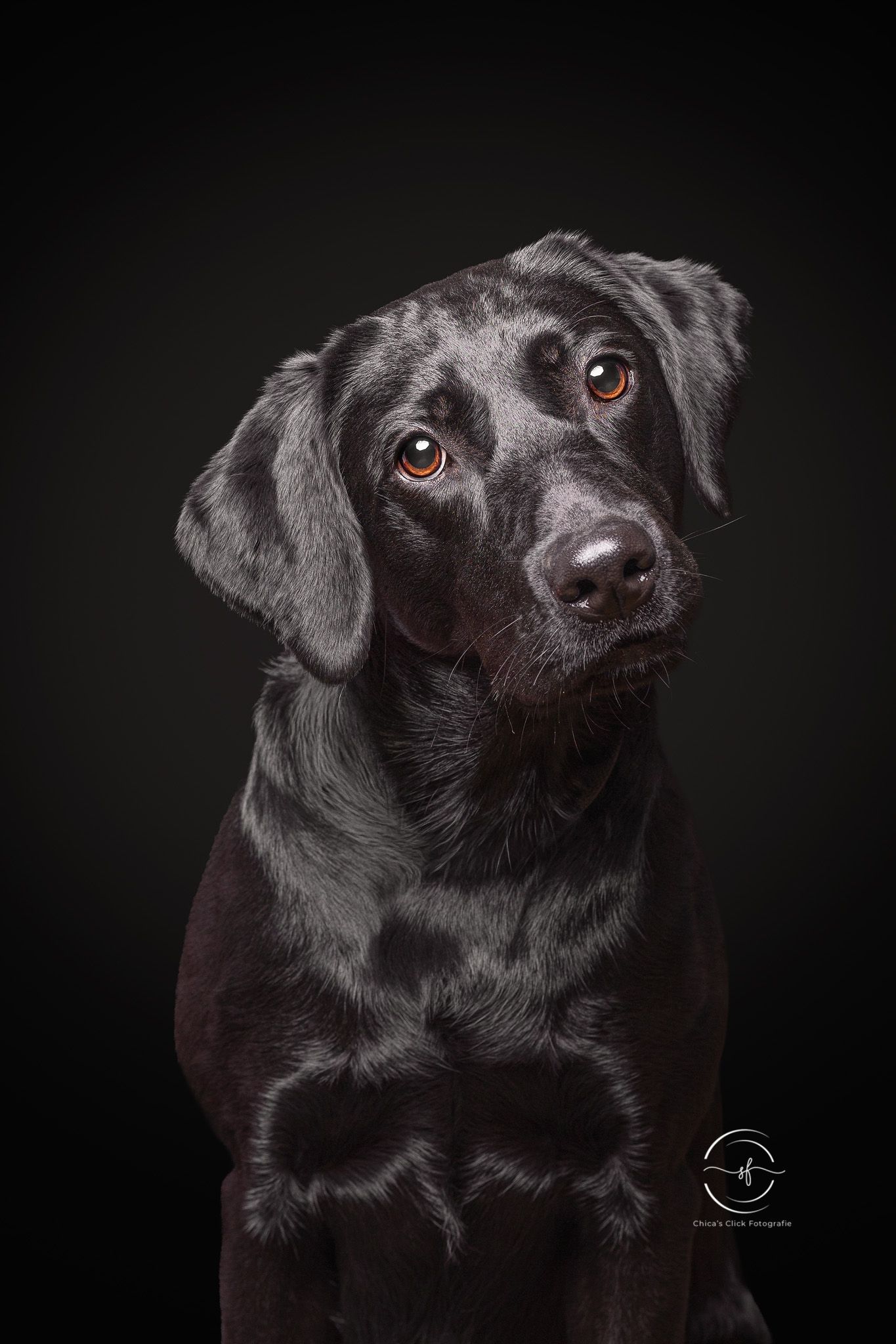 A striking black Labrador Retriever poses against a dark background in a professional studio portrait photograph.