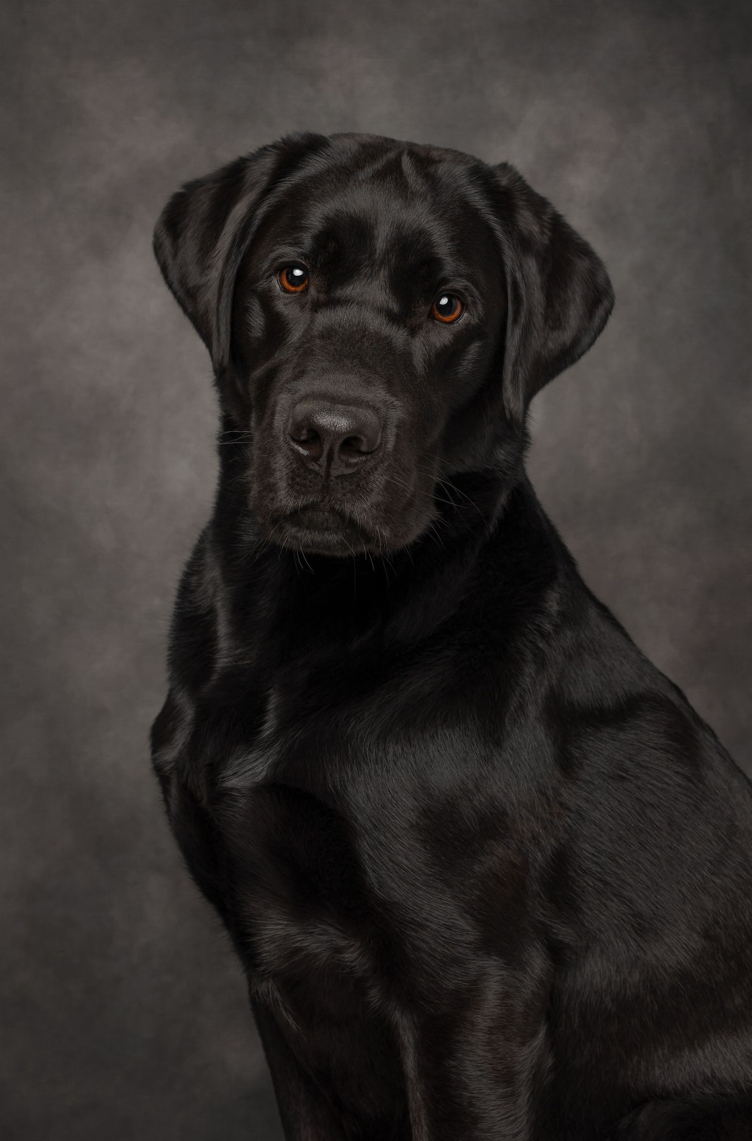 Portrait of a black Labrador retriever against a dark gray background.