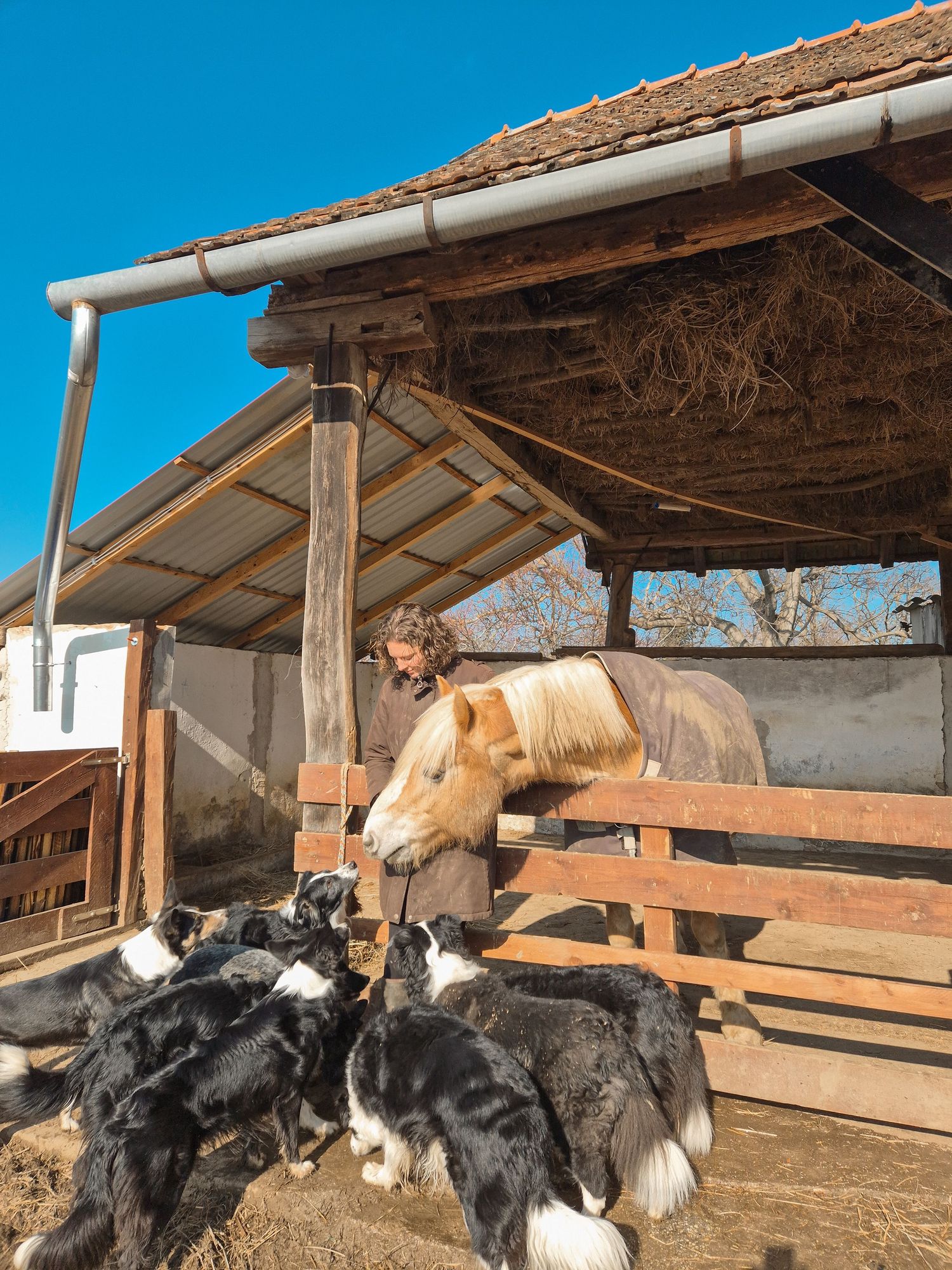 Person tending to a pony in a barn shelter surrounded by border collie dogs on a sunny day.