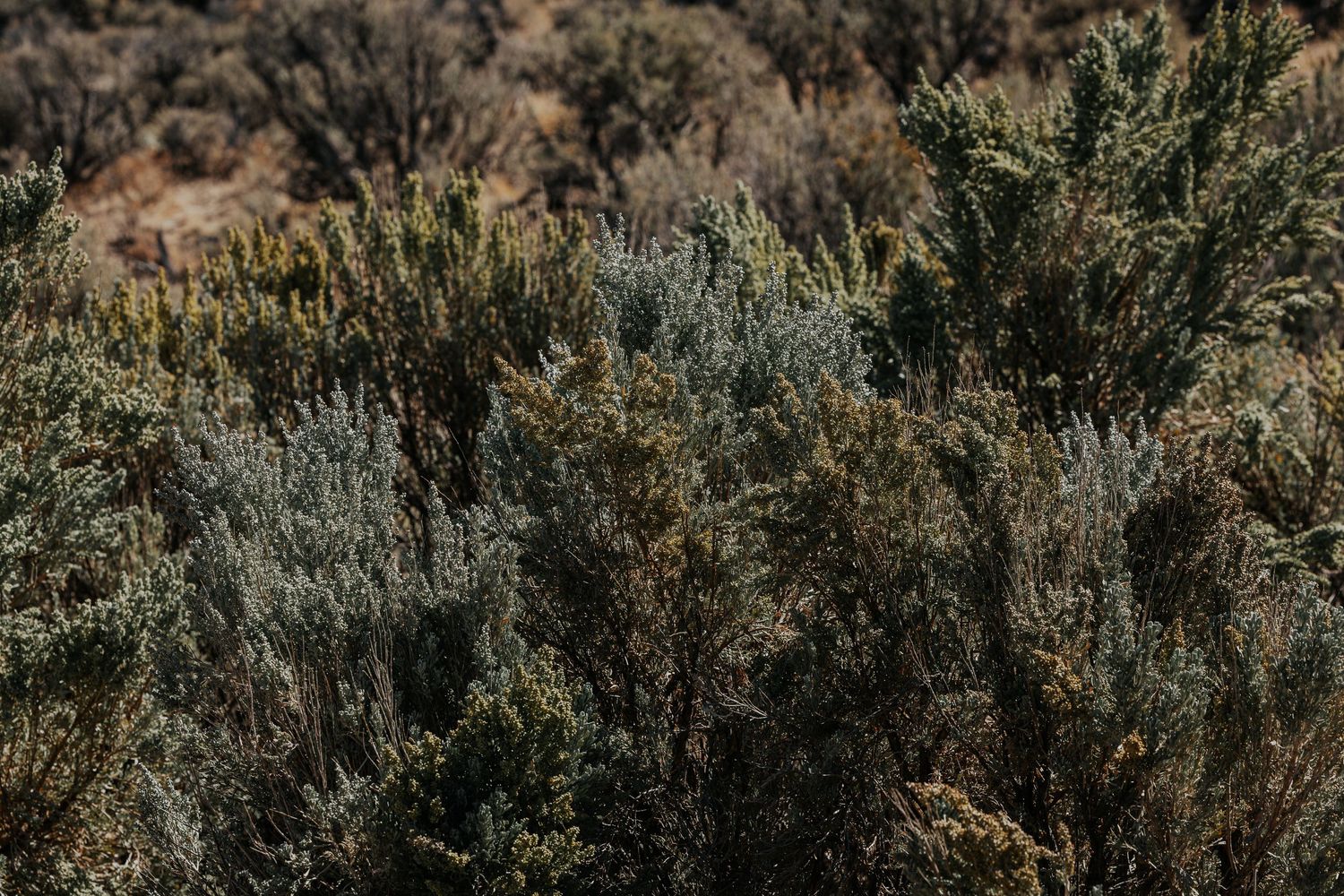 Western photography