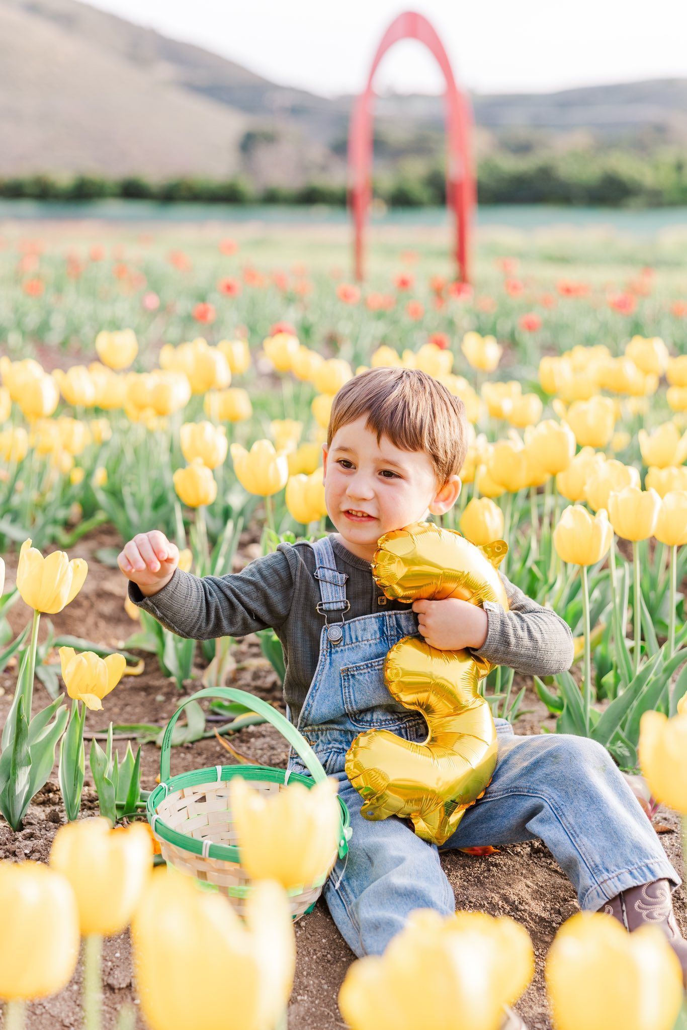 Child playing in field of vibrant yellow tulips while wearing denim overalls on sunny spring day.