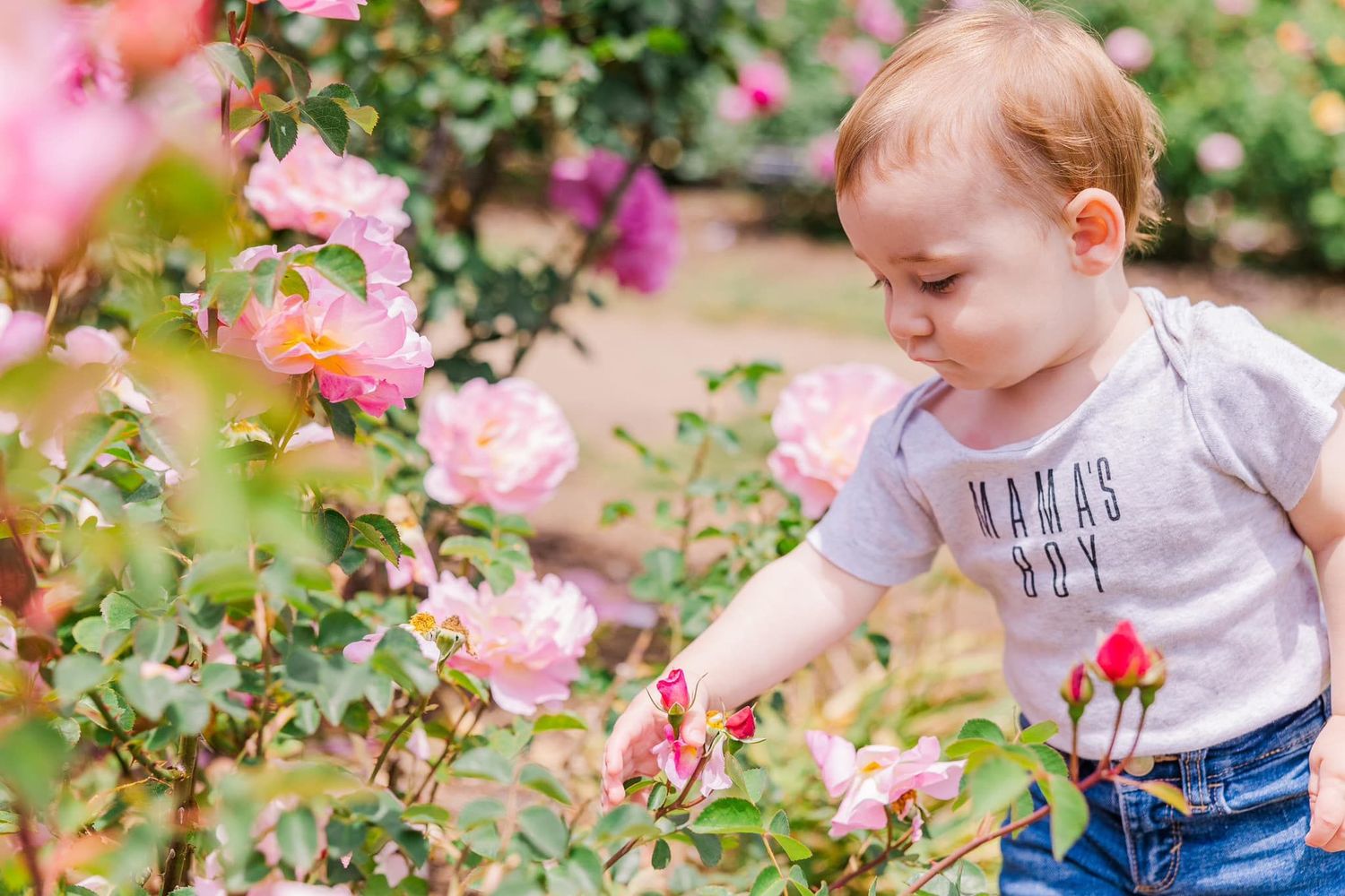 A toddler in denim overalls explores a blooming rose garden filled with pink and red flowers on a sunny day.