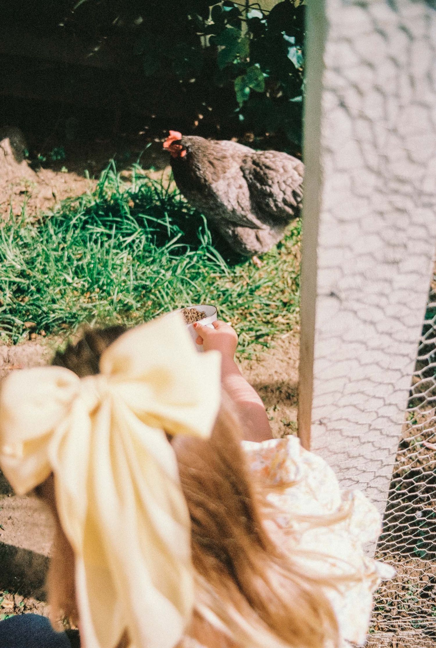 A chicken stands in green grass next to soft yellow fabric in this vintage-style outdoor photograph. Natural family photo Wellington