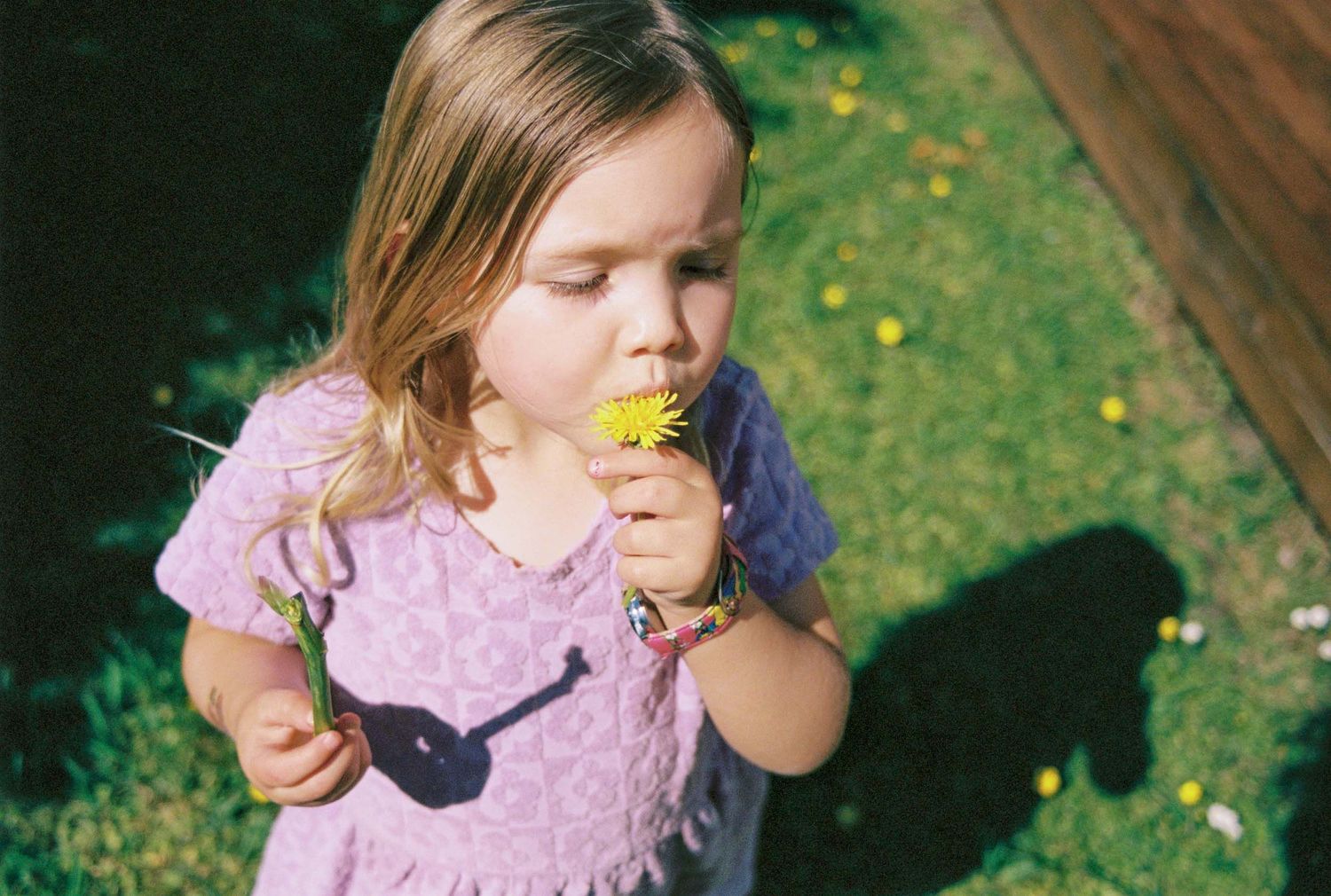 Young child in pink dress smells yellow dandelion flower in sunny garden with grass and shadows. Nostalgic and intimate family portrait.