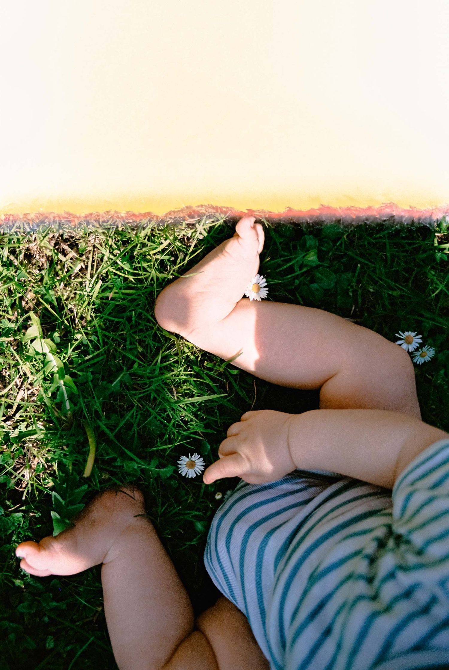 Bare baby feet and legs rest in green grass with small white flowers during a summer afternoon. Newborn film photographer in Wellington