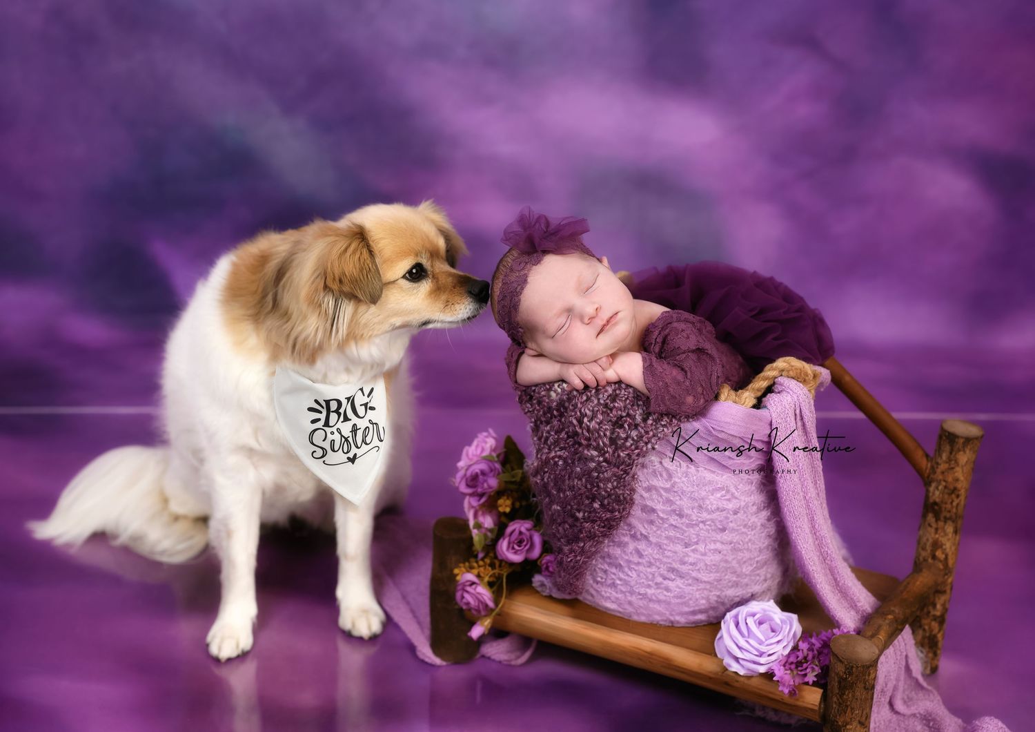 Seven images showing a cute brown and white puppy posing with purple yarn and wooden knitting supplies on violet background.