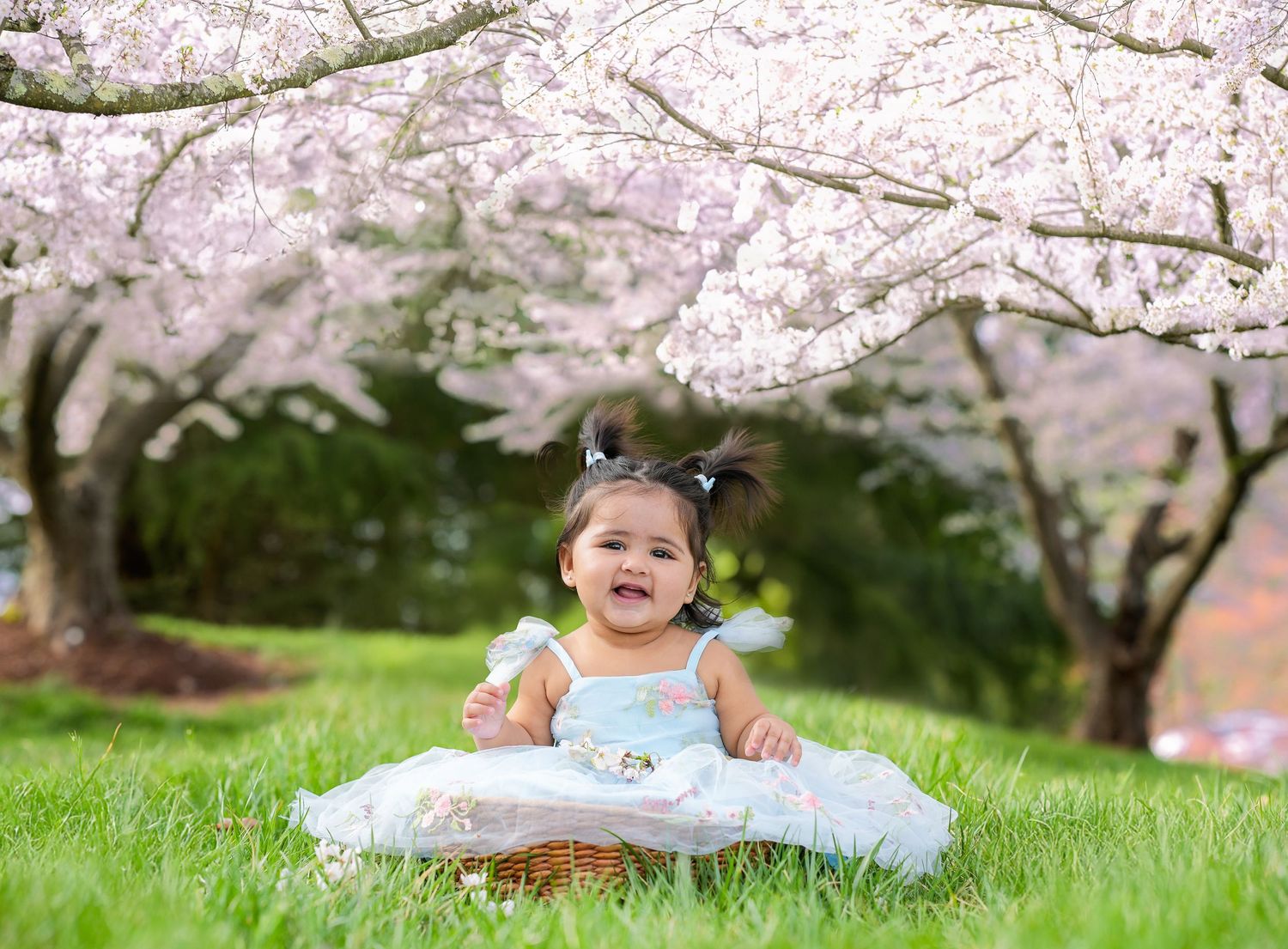 A smiling child sits on white blanket under blooming cherry blossom trees in spring.