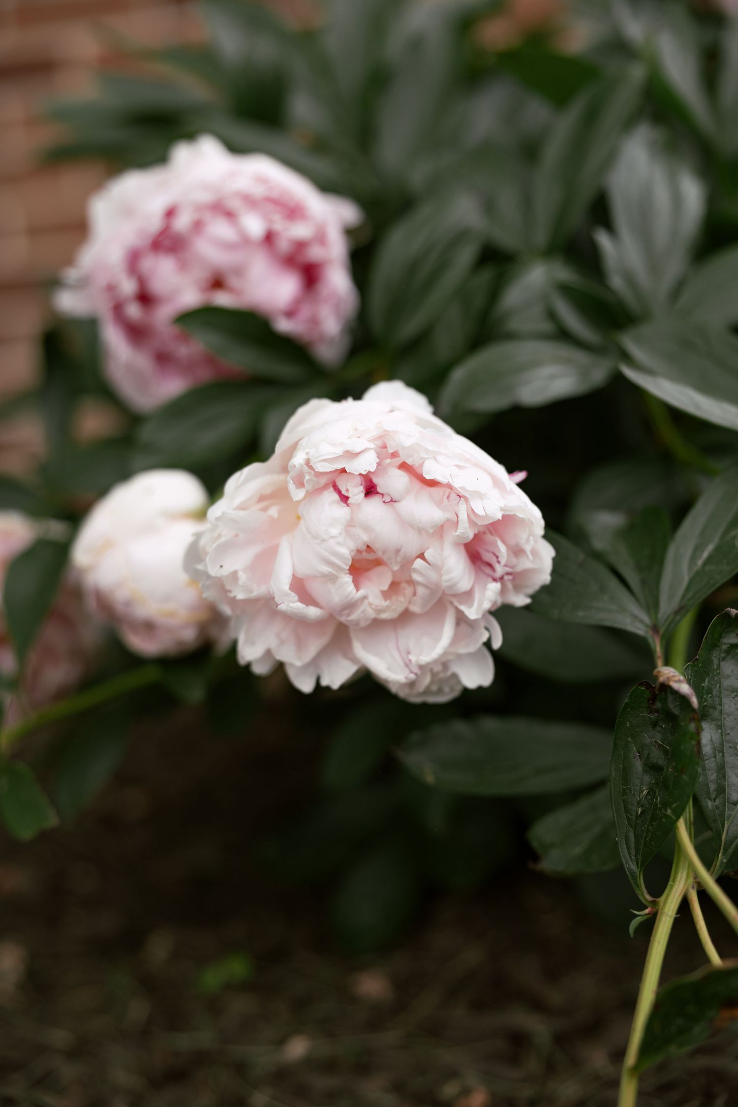 Delicate pink and white peony flowers with dark green foliage in soft focus.