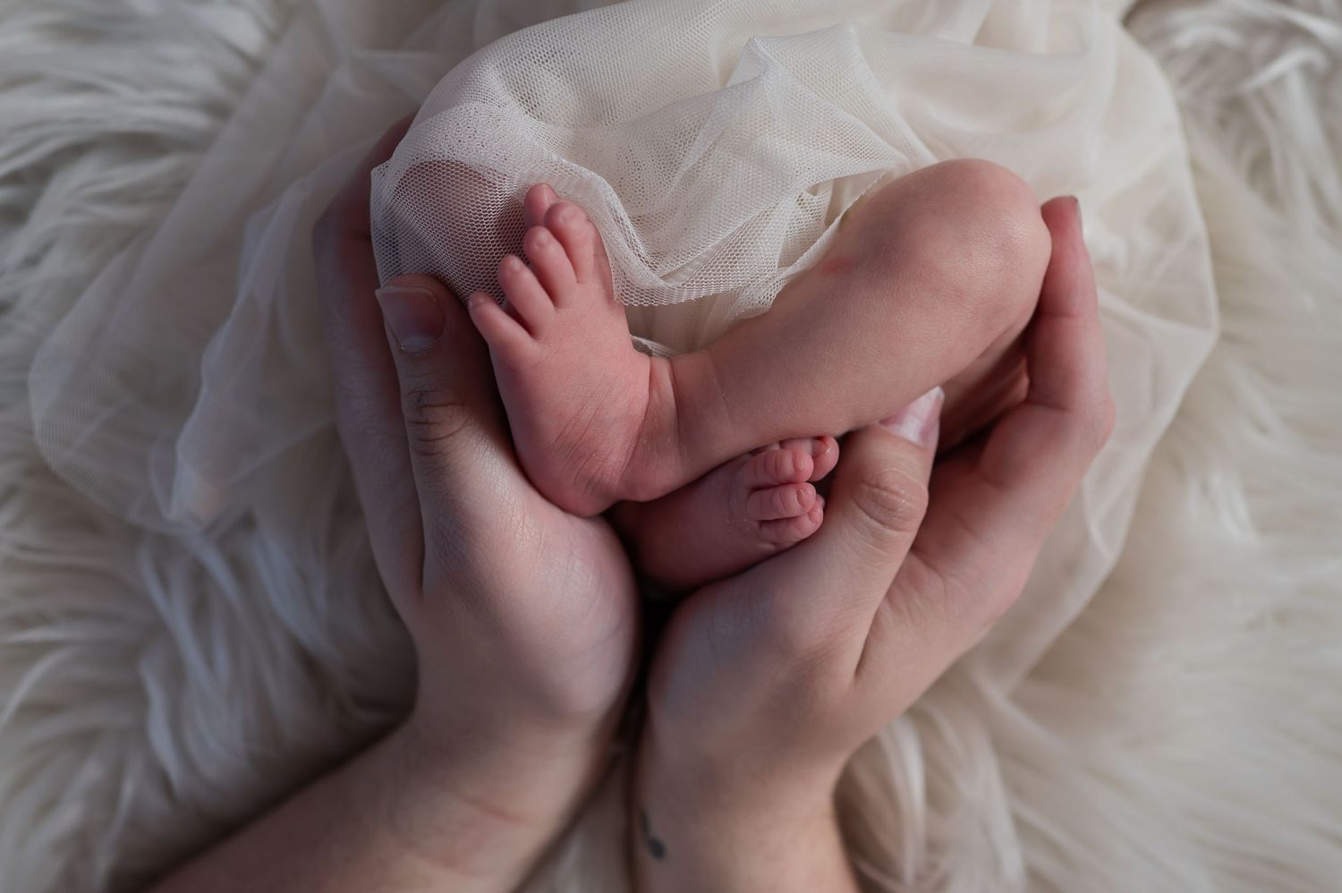 Adult hands cradling tiny newborn baby feet on soft white fabric backdrop.