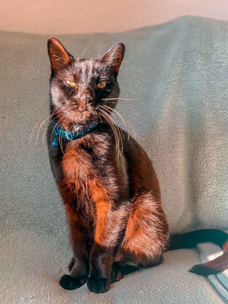 A black cat sits gracefully on a gray couch, illuminated by warm lighting that highlights its sleek fur and elegant pose.