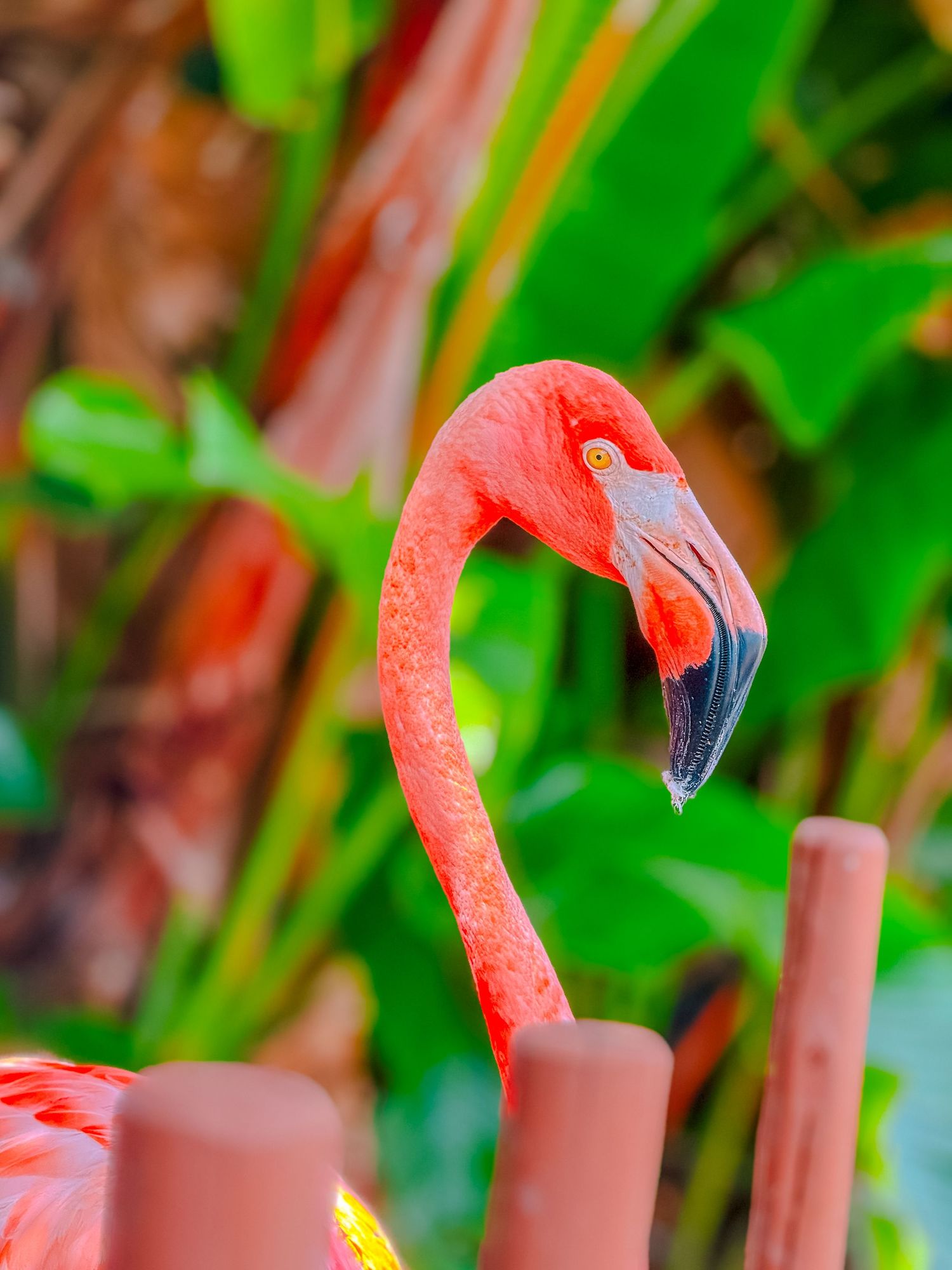 A vibrant pink flamingo with a curved beak and yellow eye stands among lush green tropical foliage.