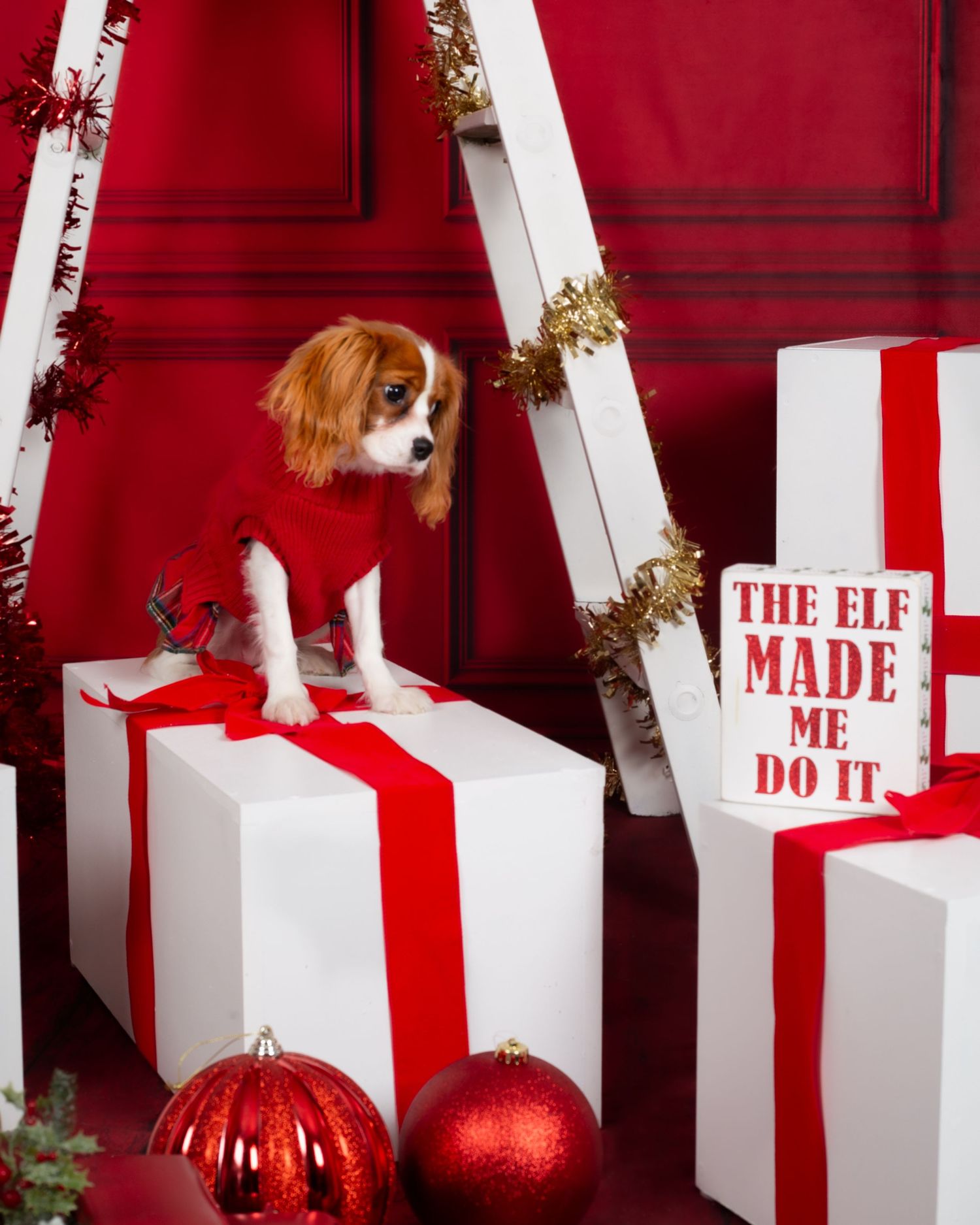 Cavalier King Charles Spaniel in red sweater sits on gift boxes with holiday decor and Elf Made Me Do It sign.
