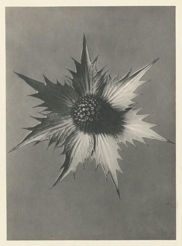 Flower background image
