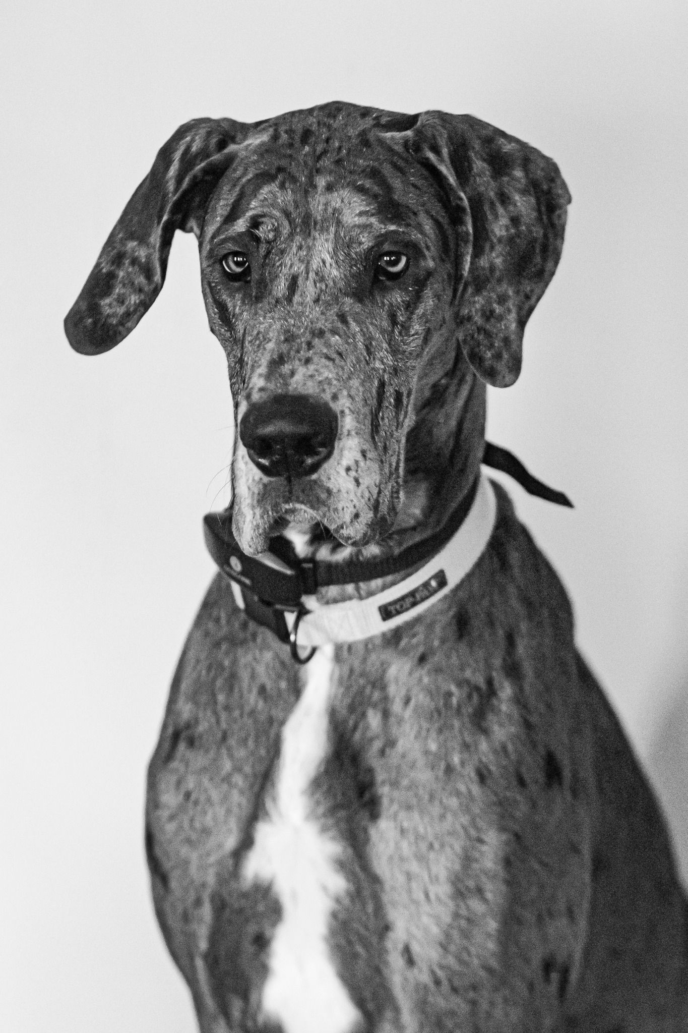 My puppers