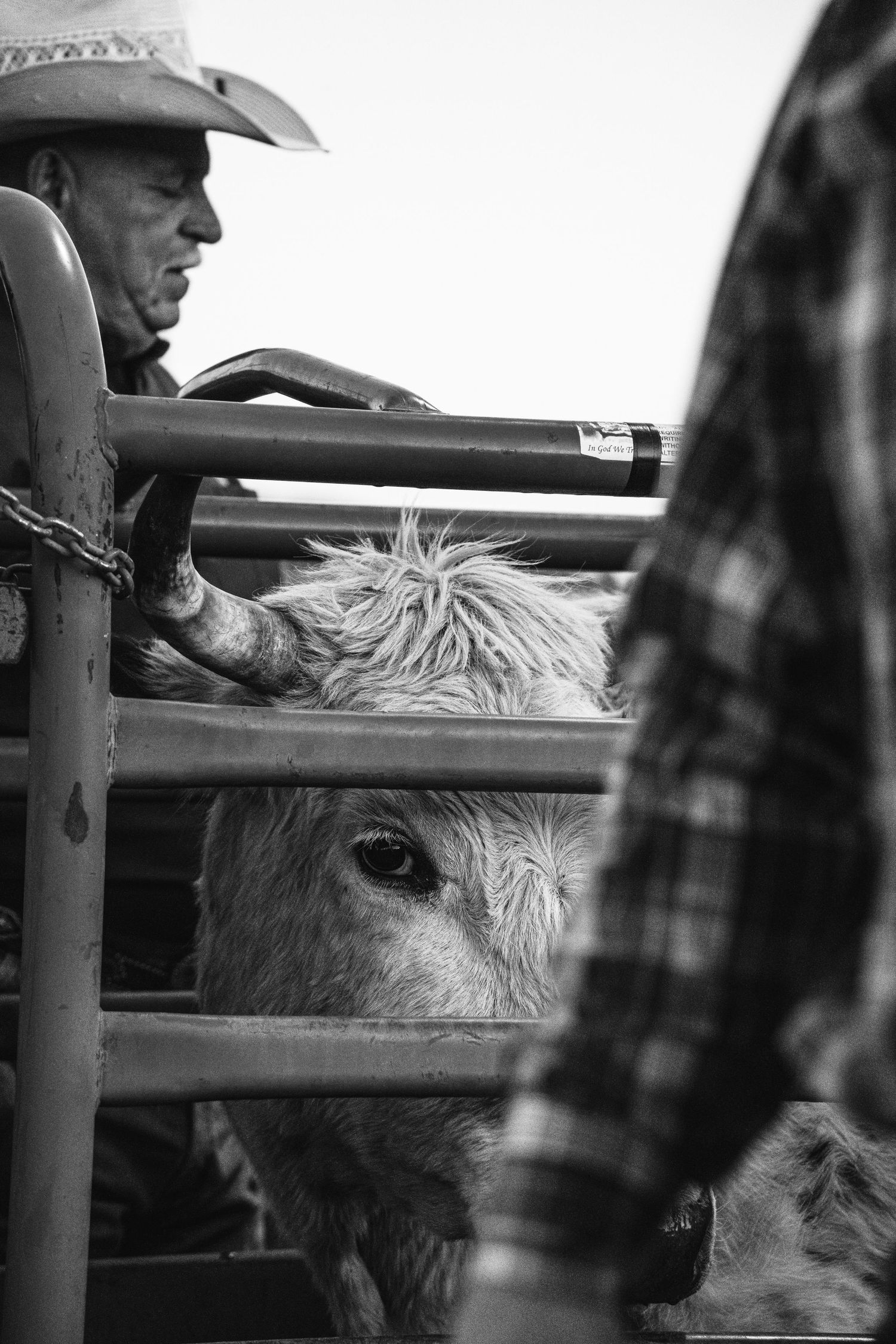 Black and white photo of a cowboy overseeing a horned bull secured in a rodeo chute at an event.