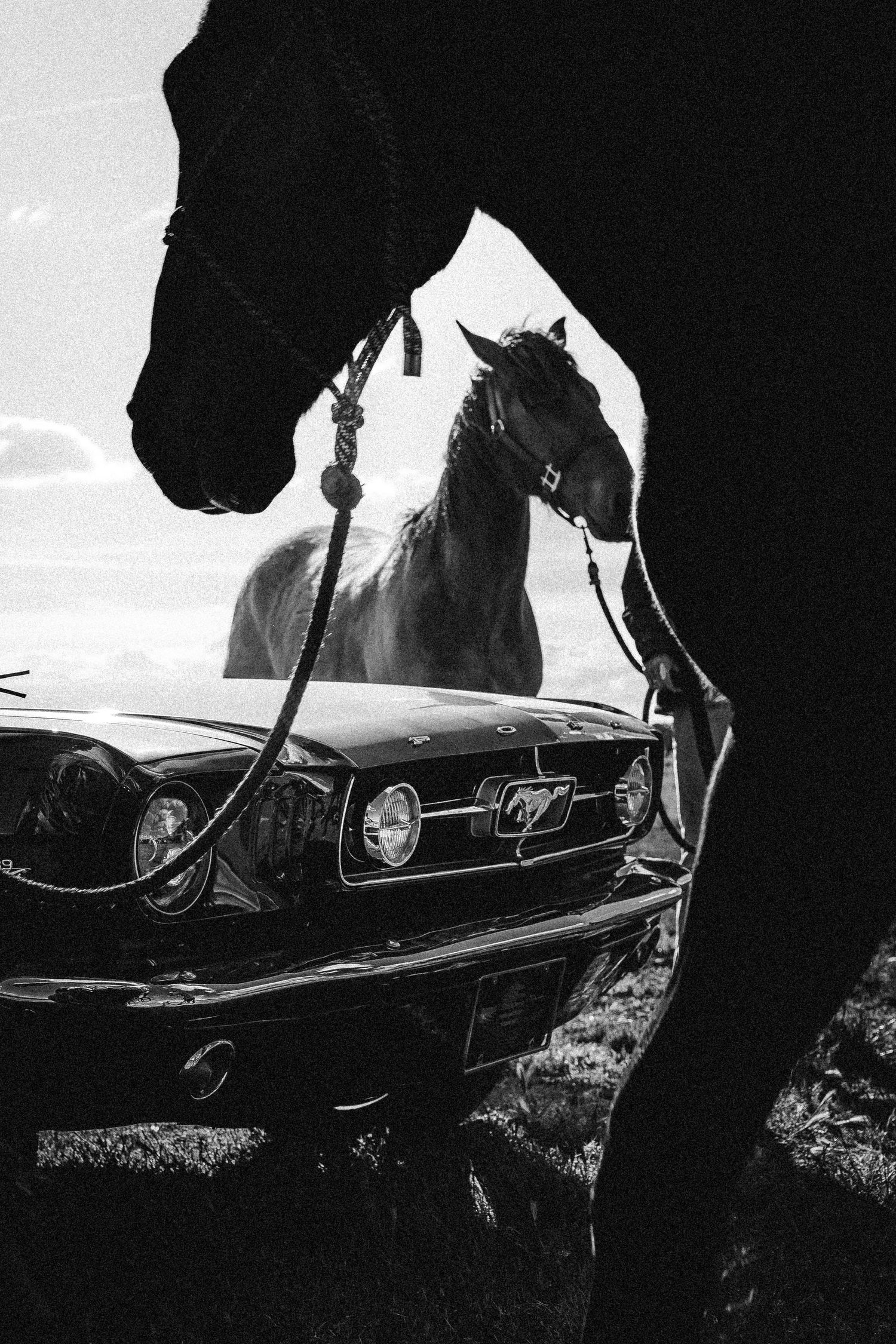 Black and white photo of two horses flanking a classic Ford Mustang car outdoors.