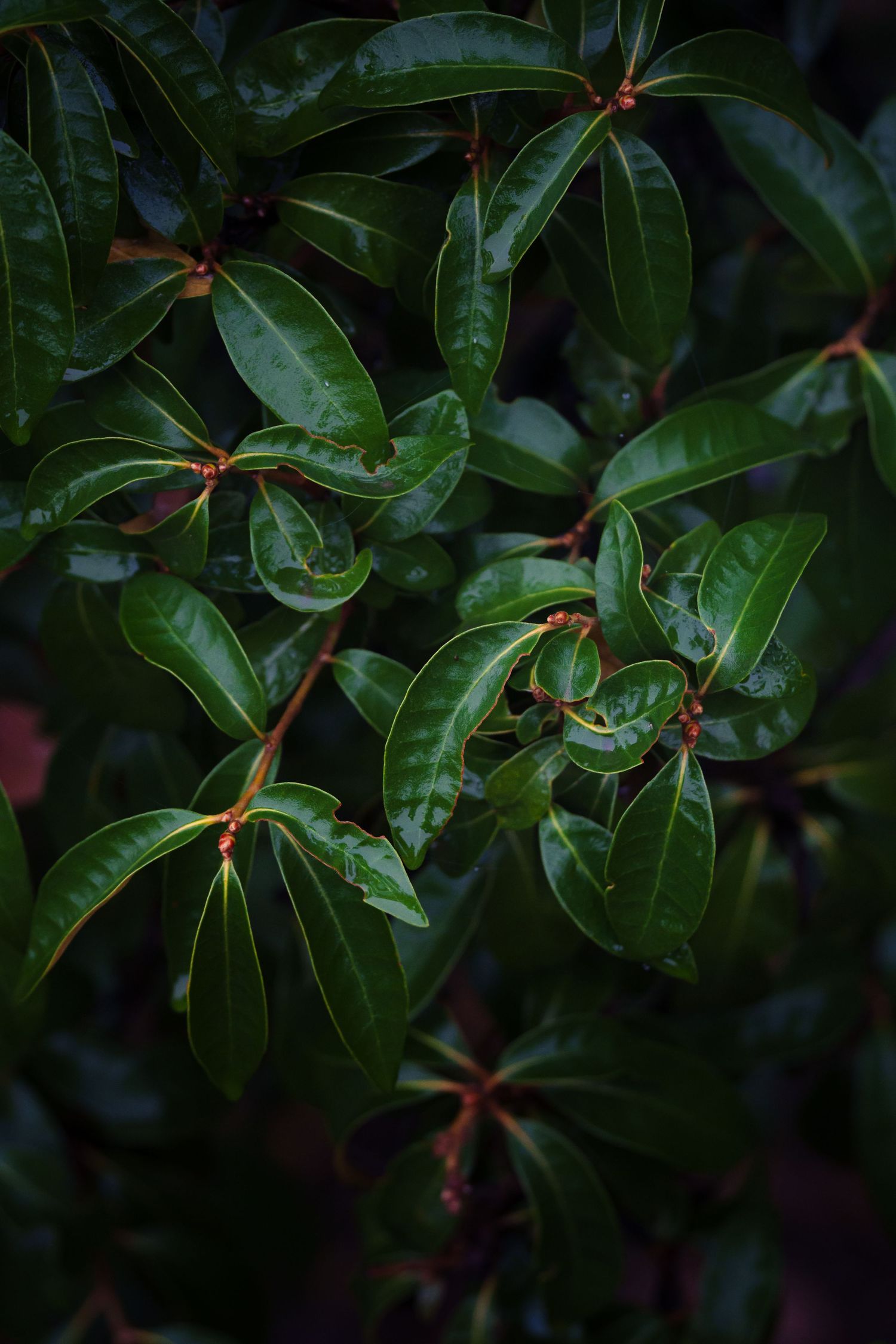Close-up of dark green glossy leaves with red stems on a lush shrub in low light.