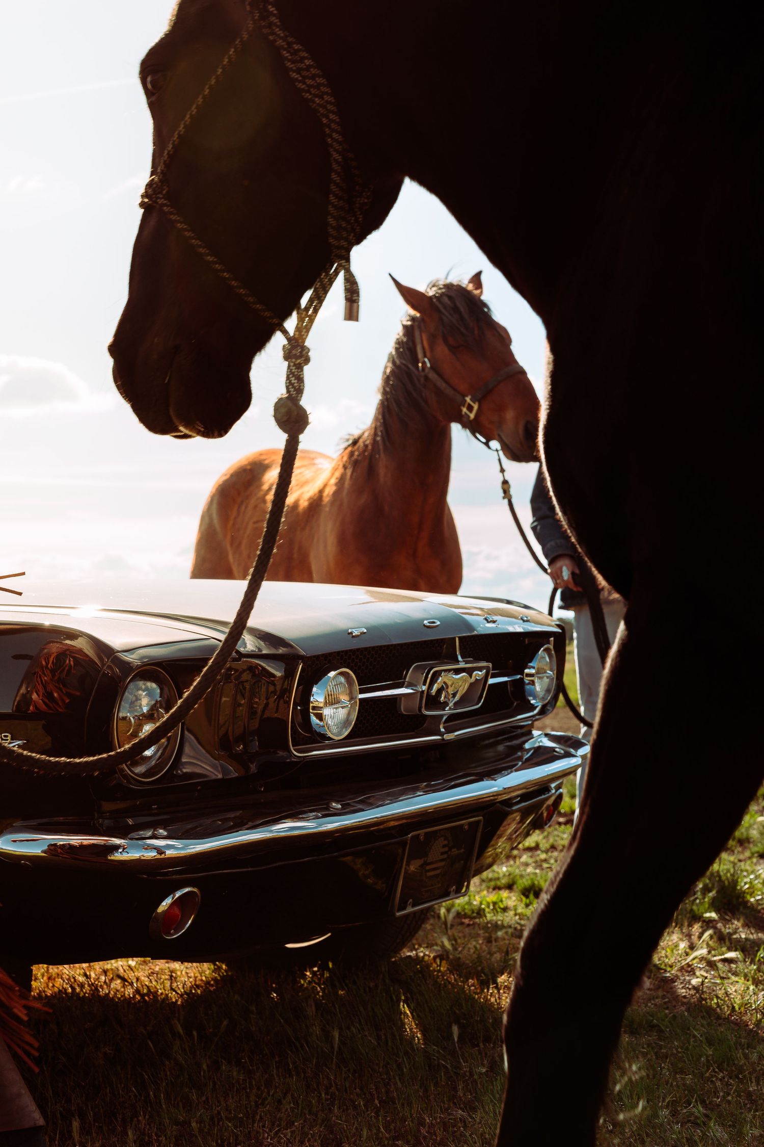 Two horses with rope leads stand beside a classic Ford Mustang in a sunlit field.
