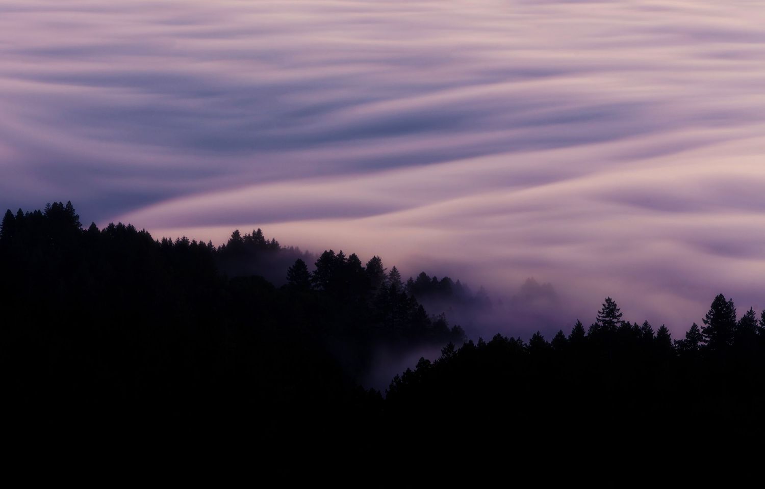 Rolling waves of purple fog drift over a dark silhouetted forest of evergreen trees at dusk.
