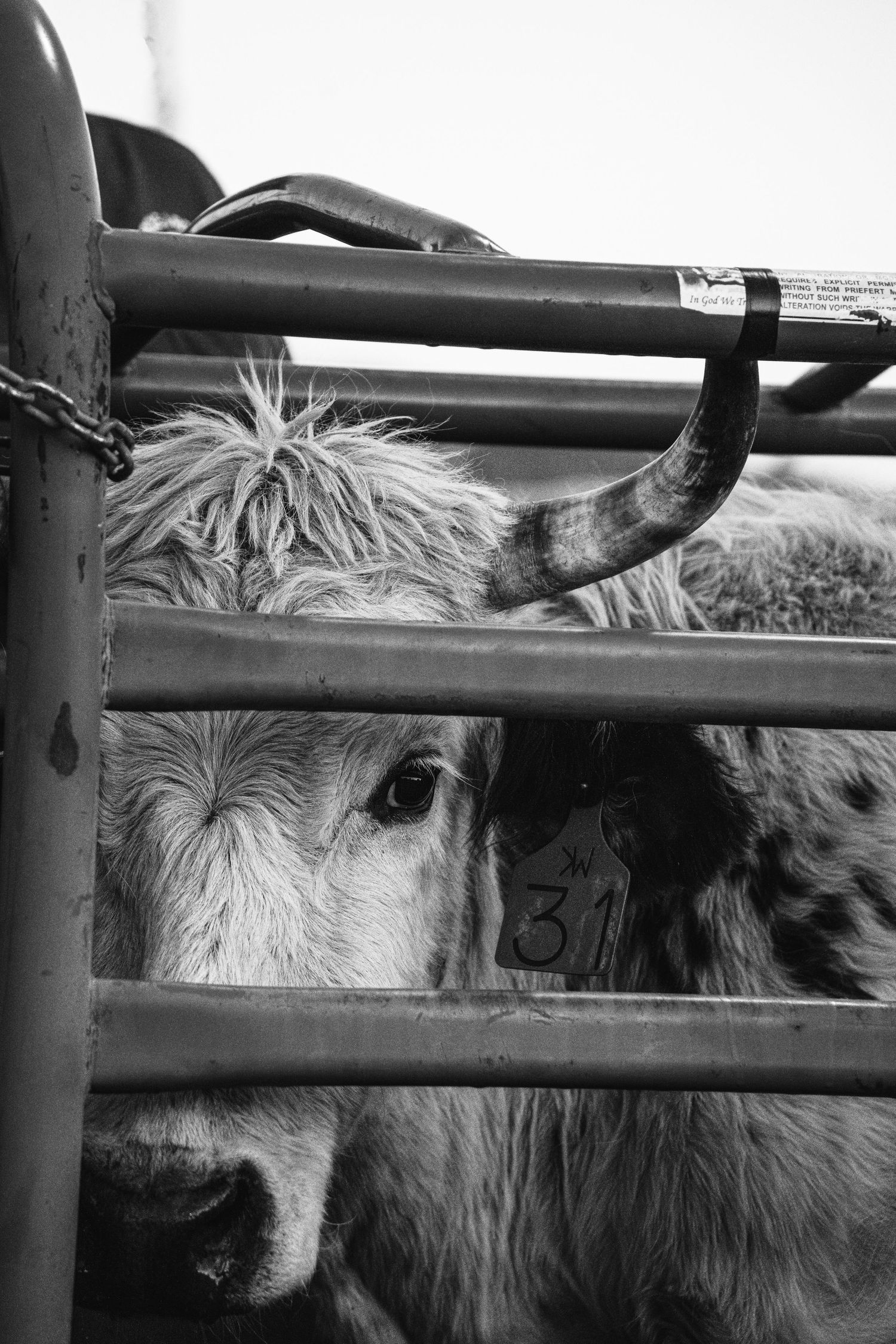 Black and white close-up of a horned bull peering through metal rodeo chute bars with tag number 31.