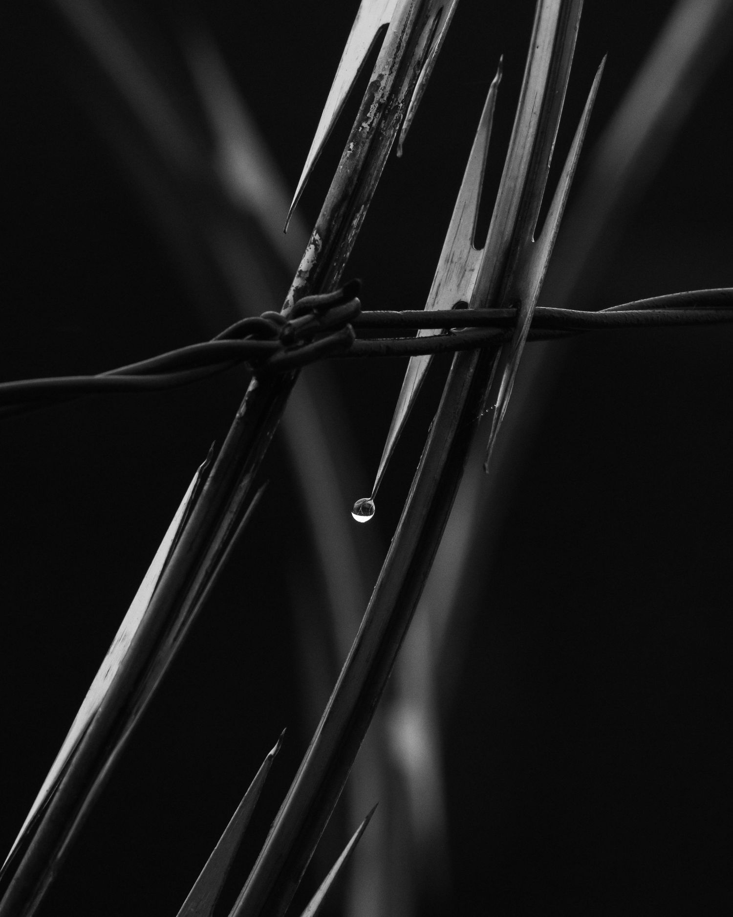 A single water droplet hangs from crossed plant stems and barbed wire in a striking black and white macro photograph.