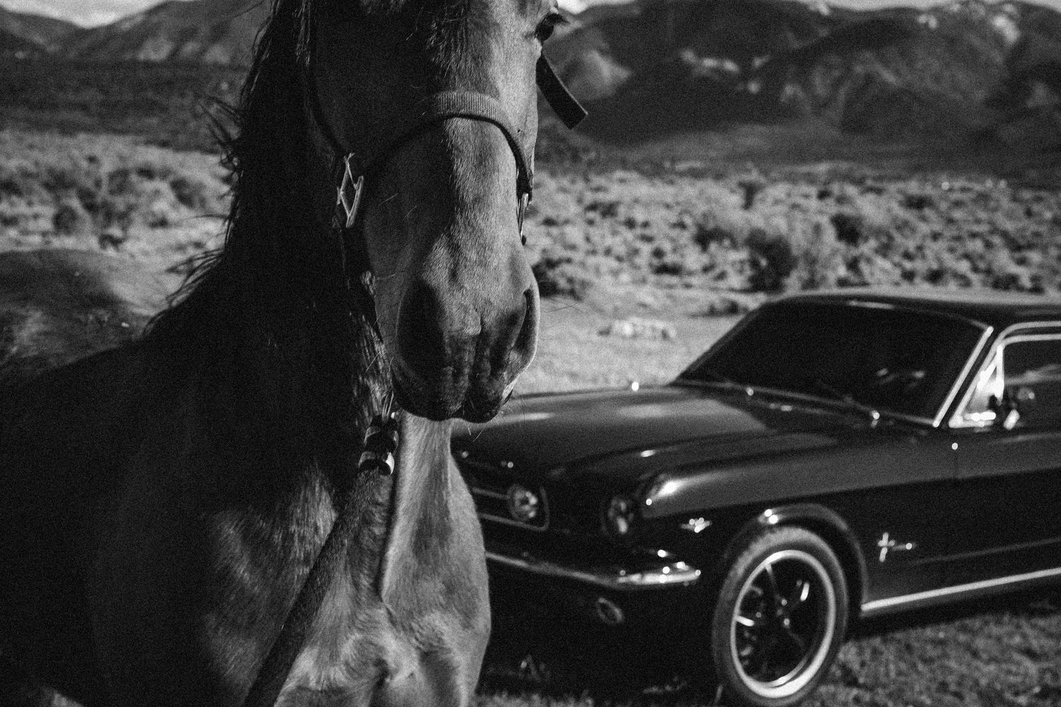 Black and white photo of a horse standing beside a classic Ford Mustang with mountains in the background.