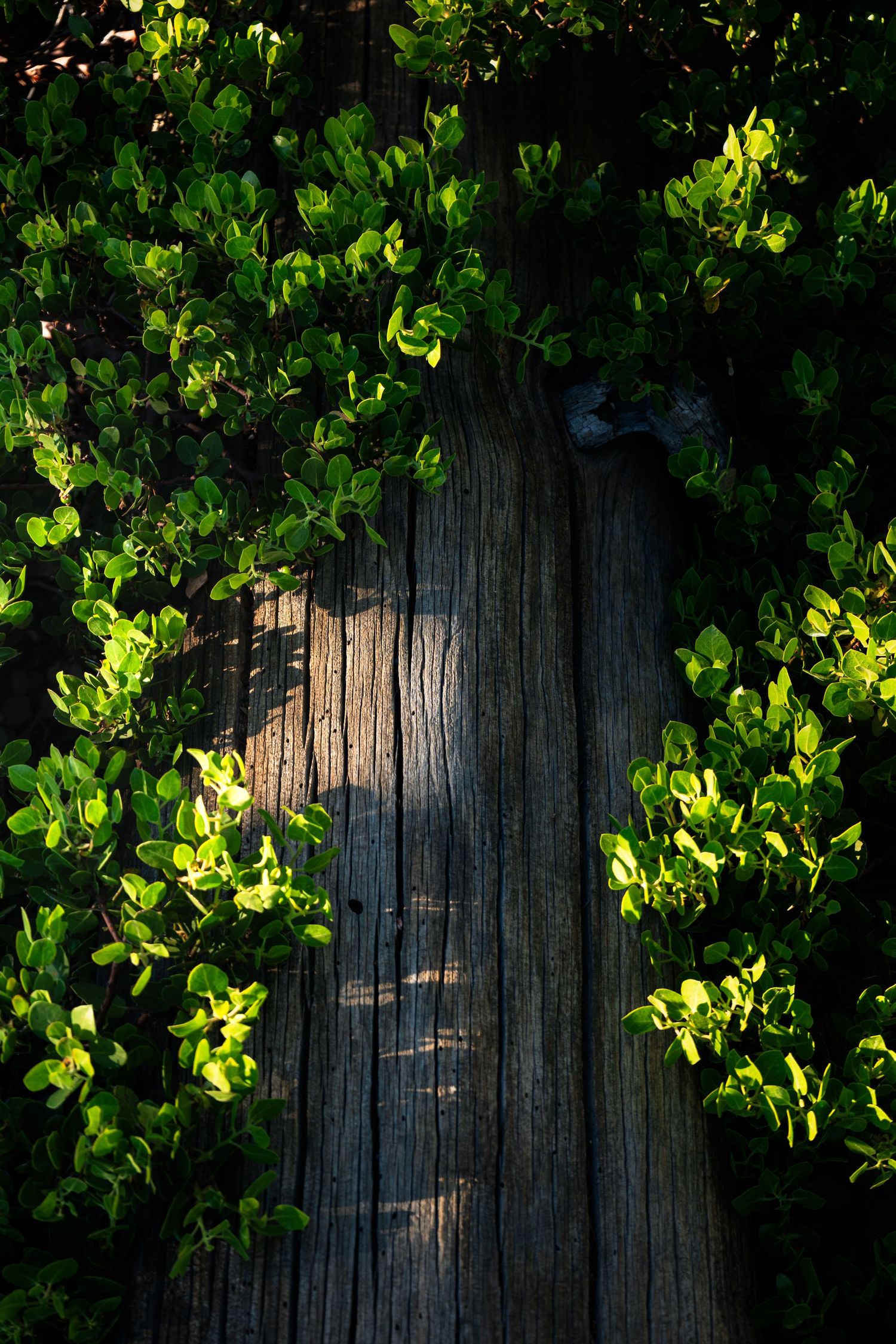 Sunlit green leaves framing a weathered wooden tree trunk in a lush garden setting.