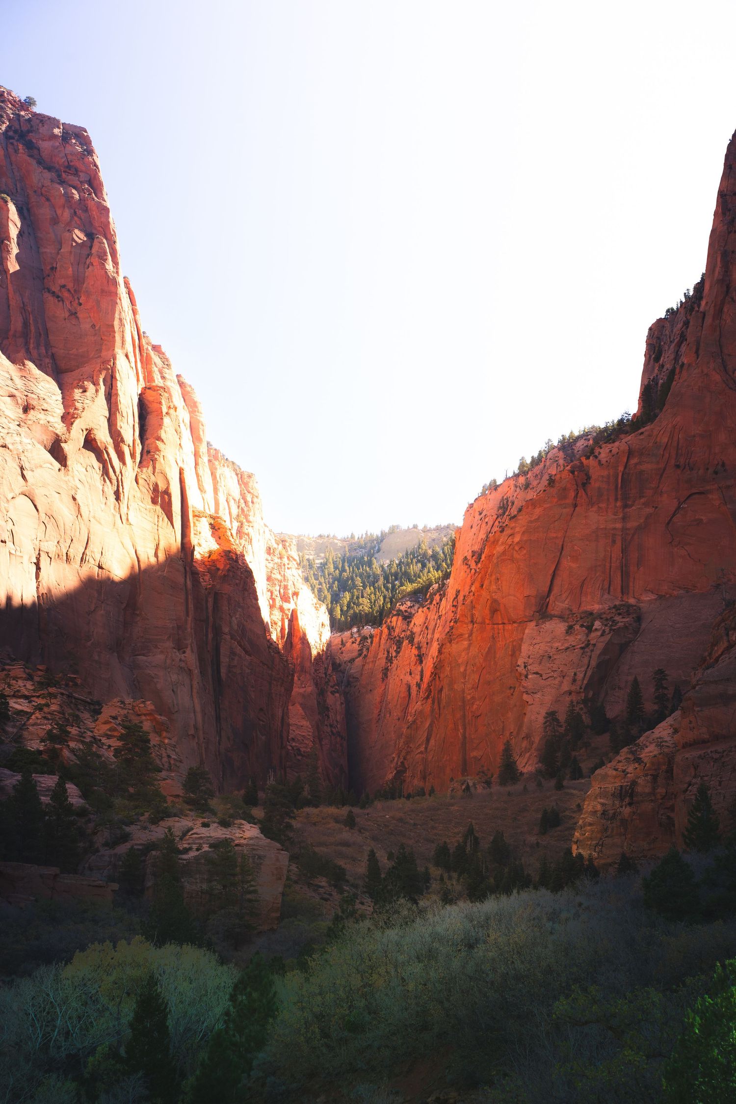 Towering red sandstone canyon walls with lush green trees in Zion National Park, Utah.