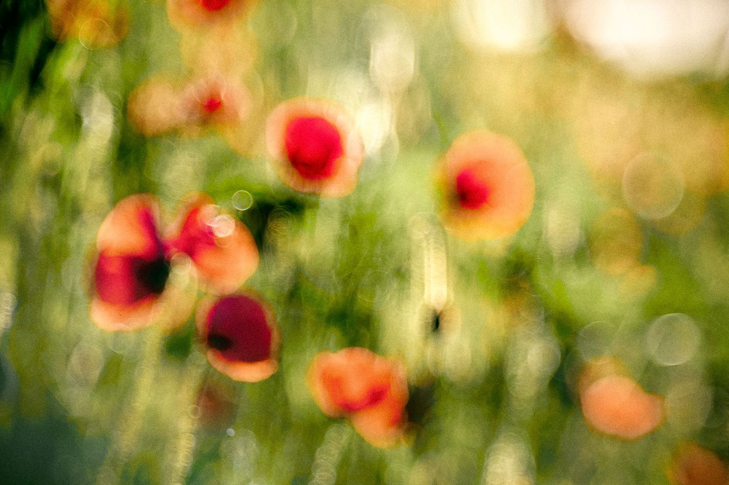 Red poppies bloom in a green meadow with soft bokeh effect in the background.
